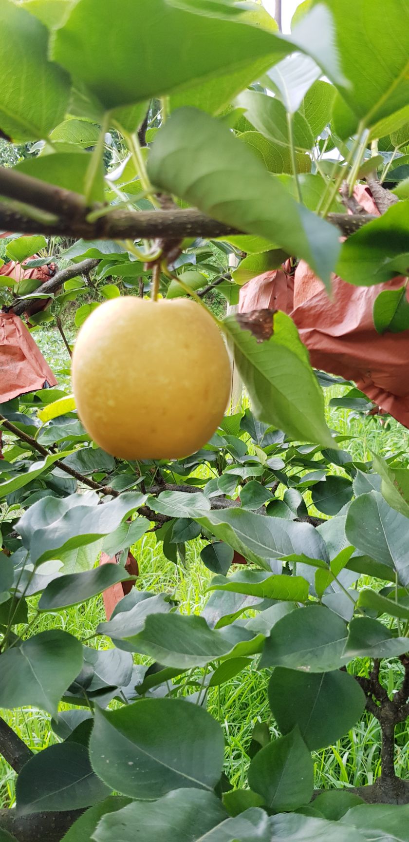 品质水果 黄金蜜梨