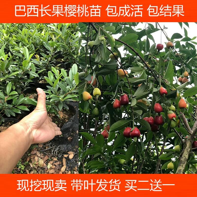 巴西甜樱桃树苗黑玫瑰樱桃苗 车厘子盆栽南方种植果树苗