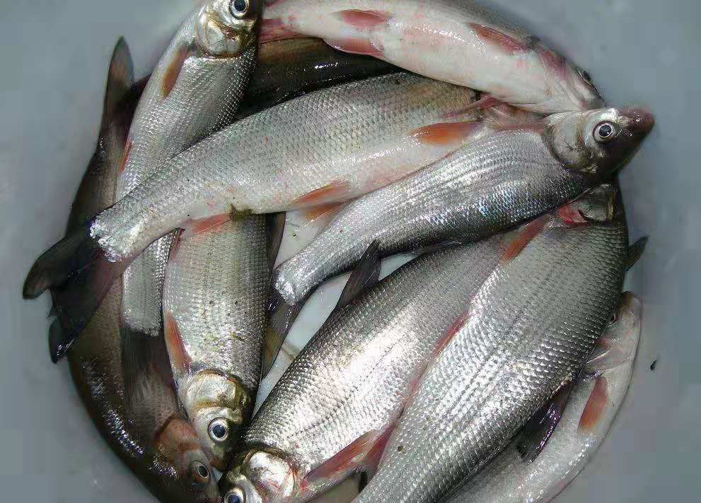黄尾鲴鱼苗 红梢鱼肉质细嫩,可红烧,清蒸.成品鱼价格可观.