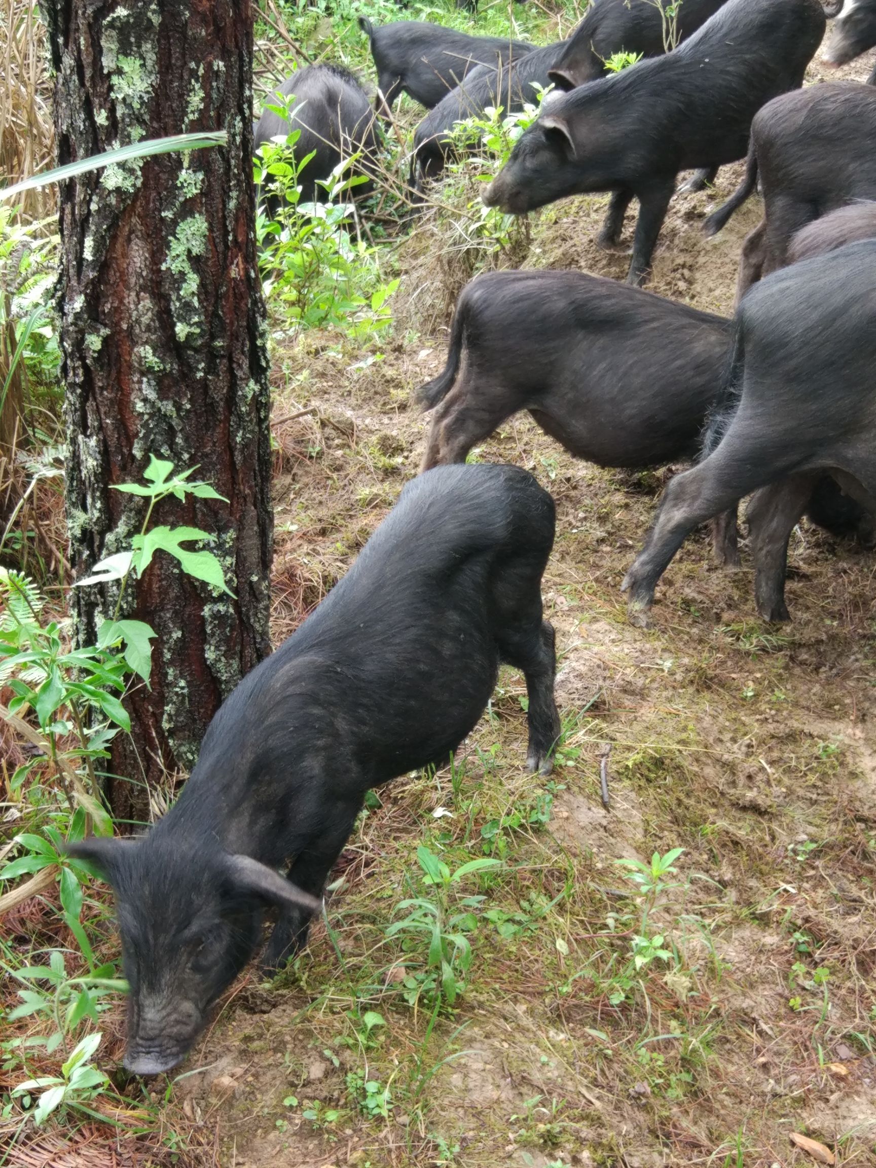 藏香猪猪苗 藏香猪,商品猪,母猪,种母猪,公猪,小猪,黑猪林下散养.纯种