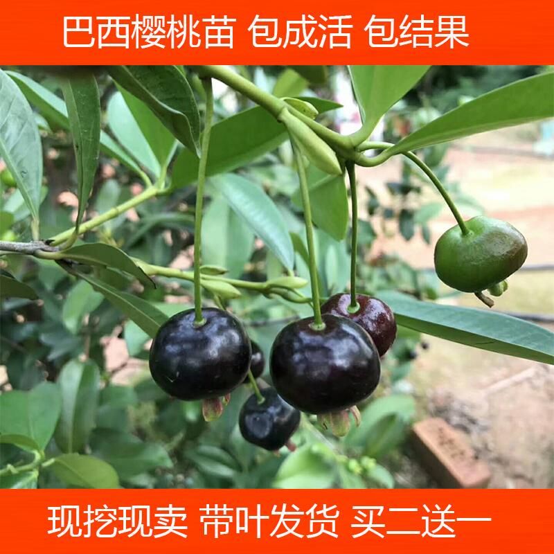 巴西甜樱桃树苗黑玫瑰樱桃苗 车厘子盆栽南方种植果树苗