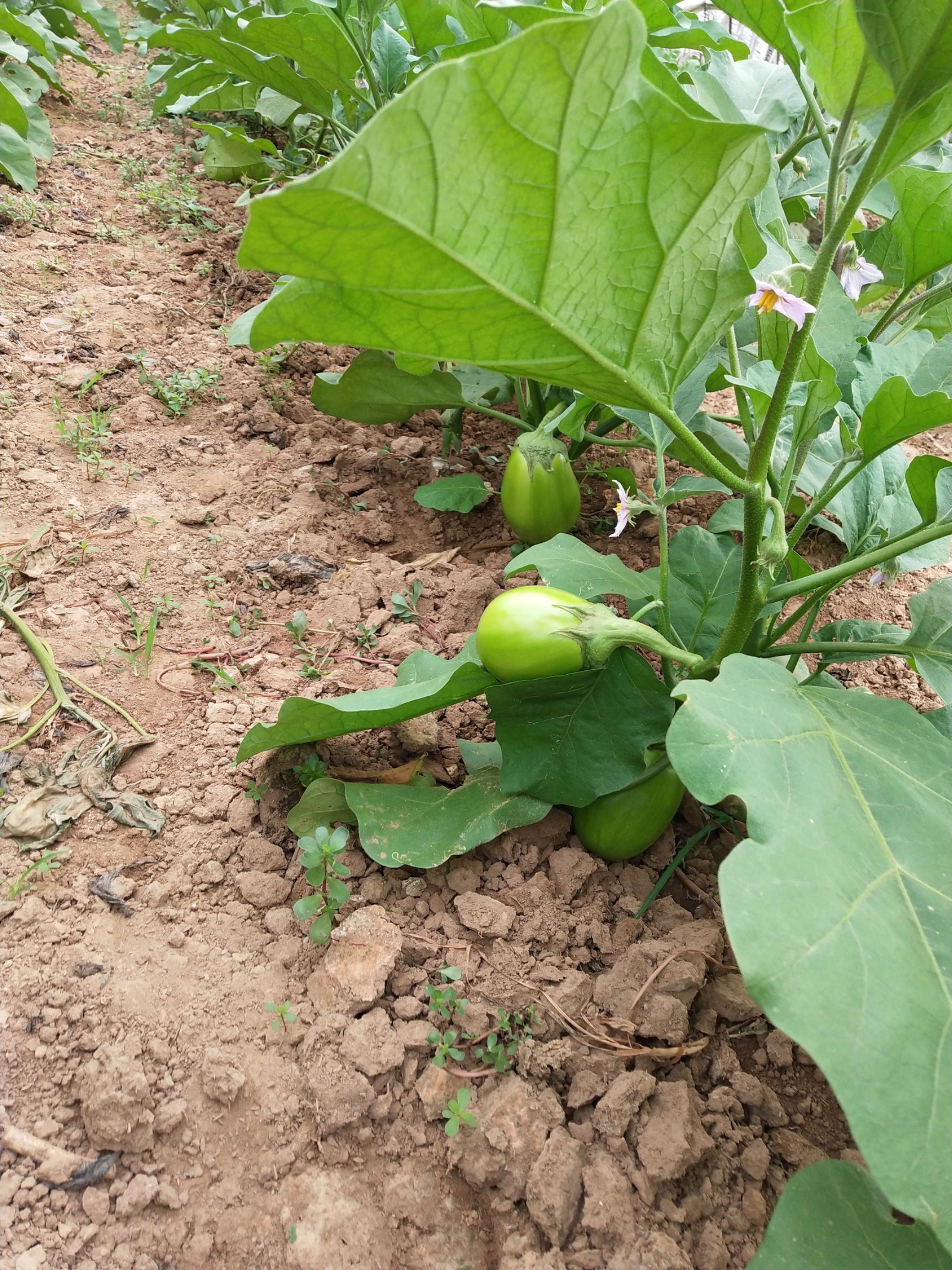 灯泡绿茄子 20cm以下 圆茄