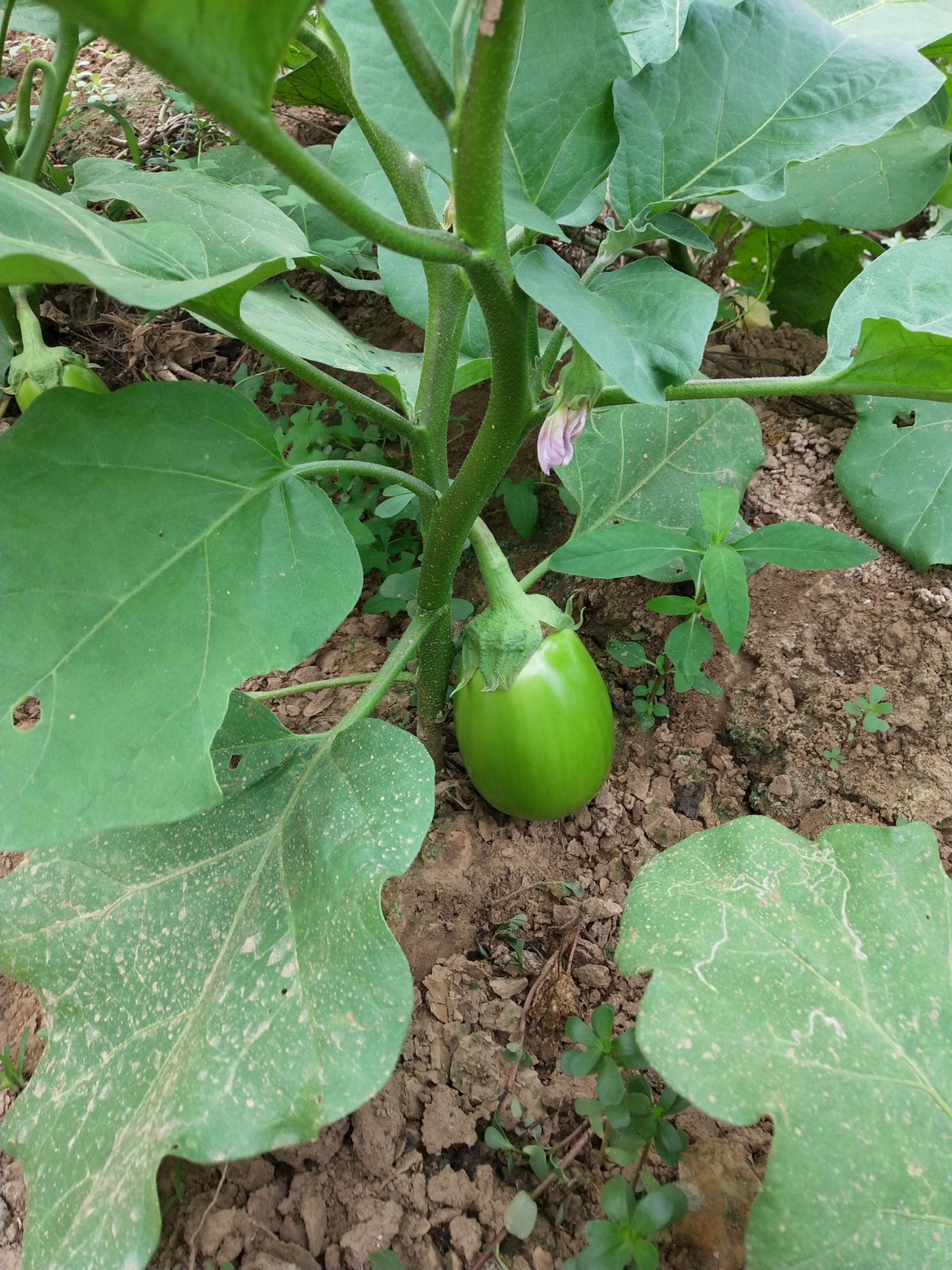 灯泡绿茄子 20cm以下 圆茄