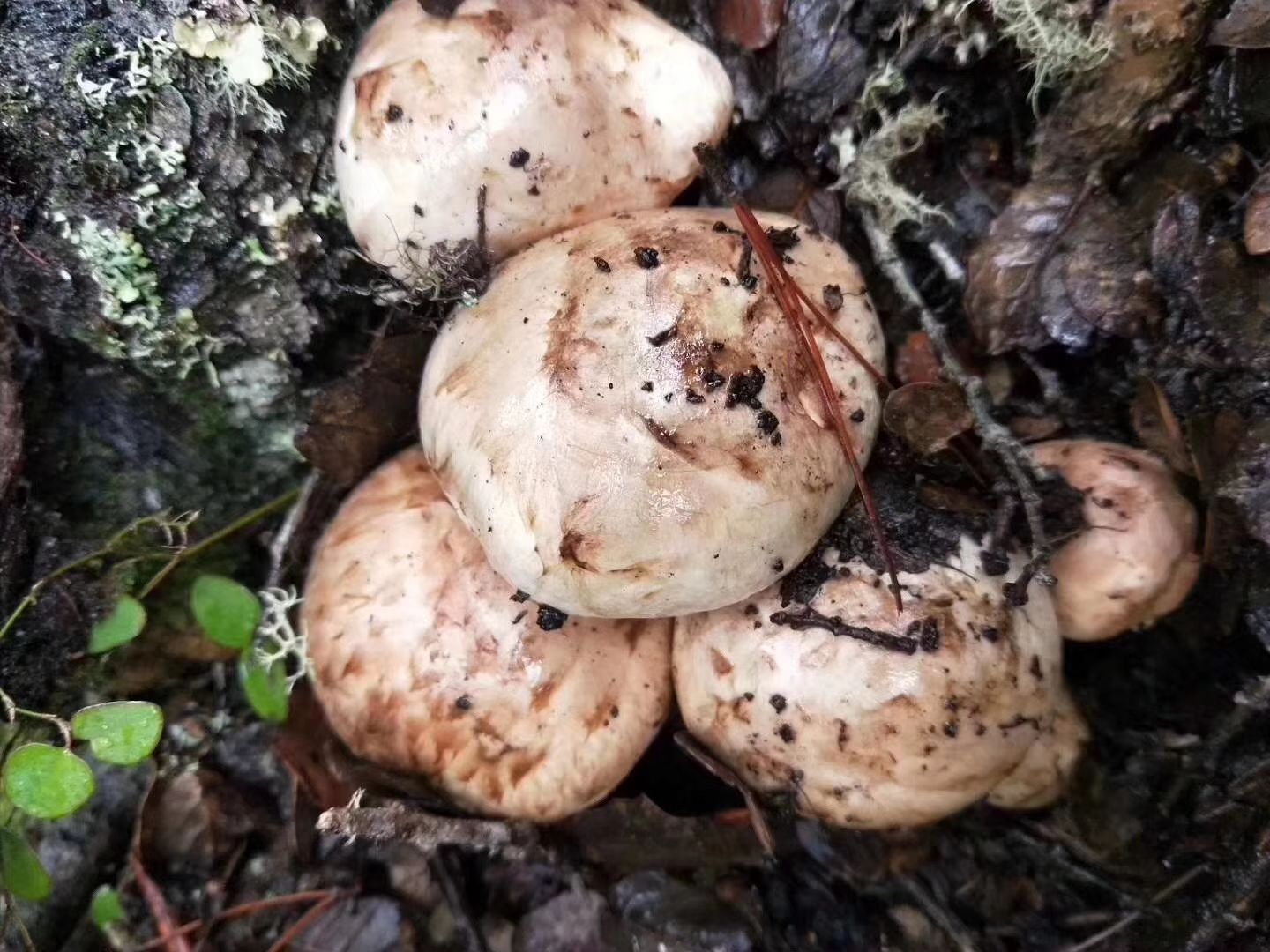 香格里拉野生松茸