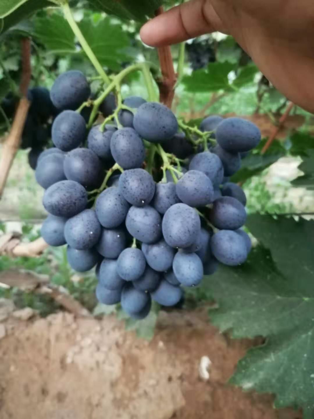玫瑰香葡萄