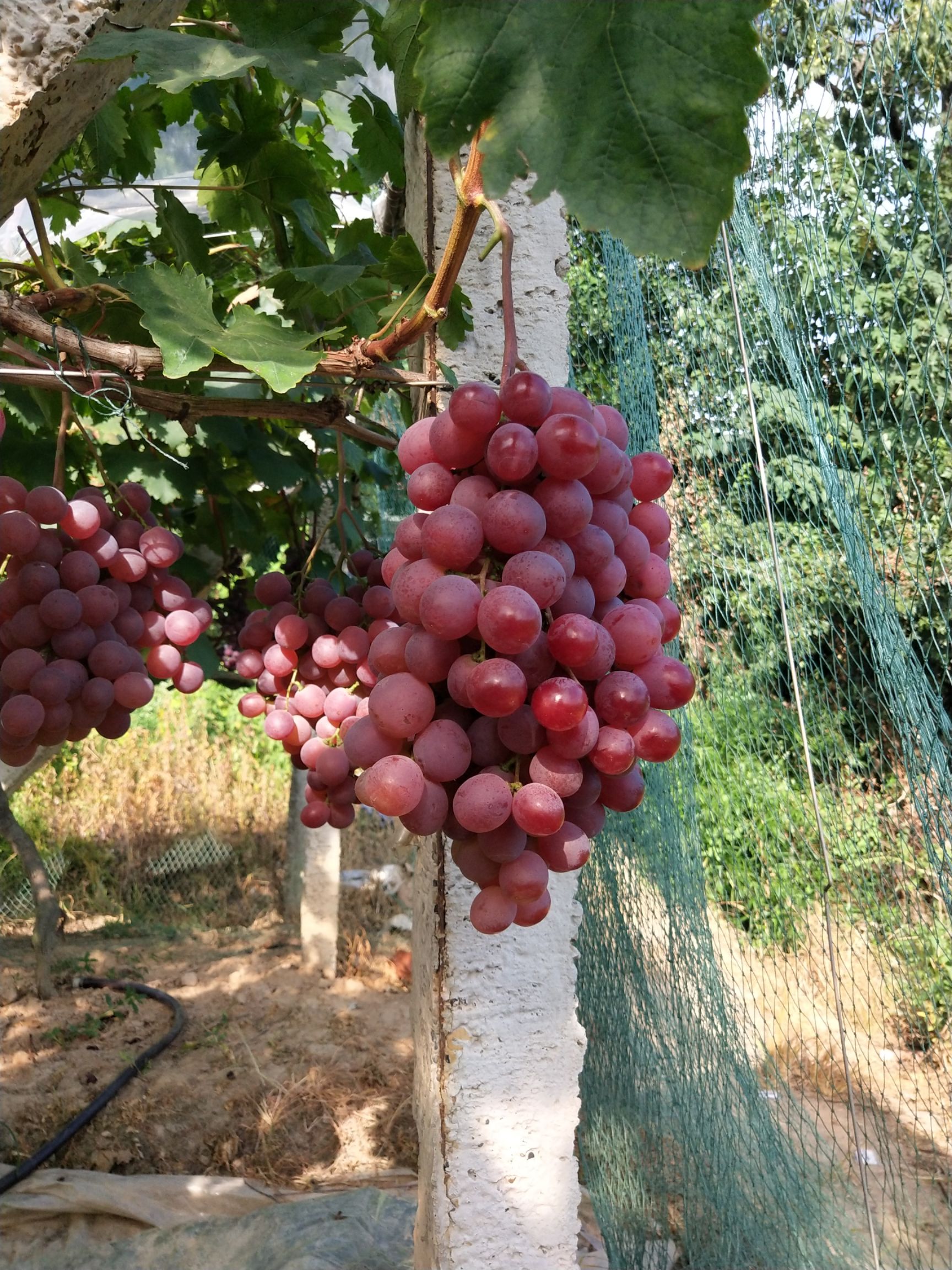 红地球葡萄 红地球