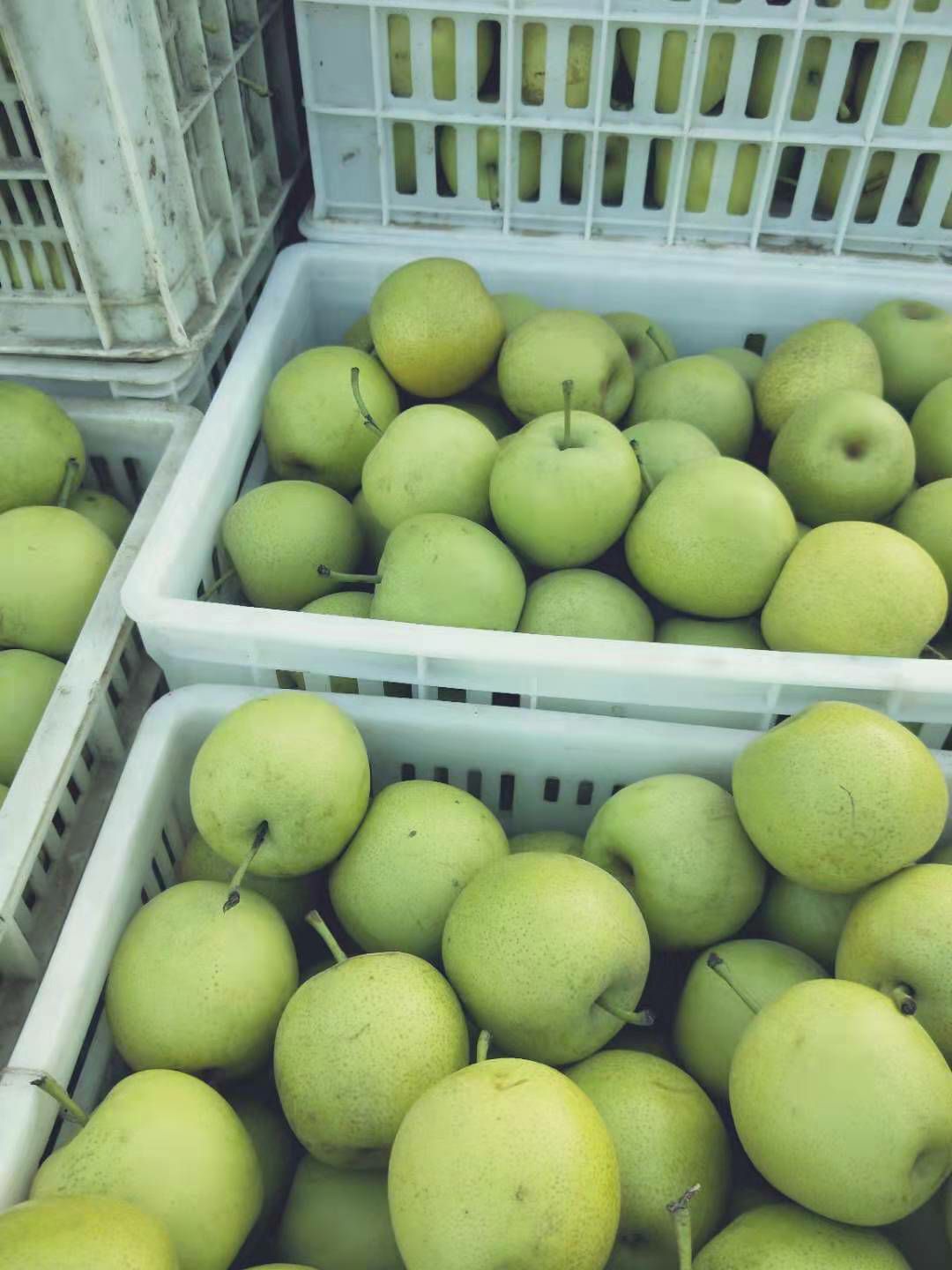 膜袋青皇冠梨