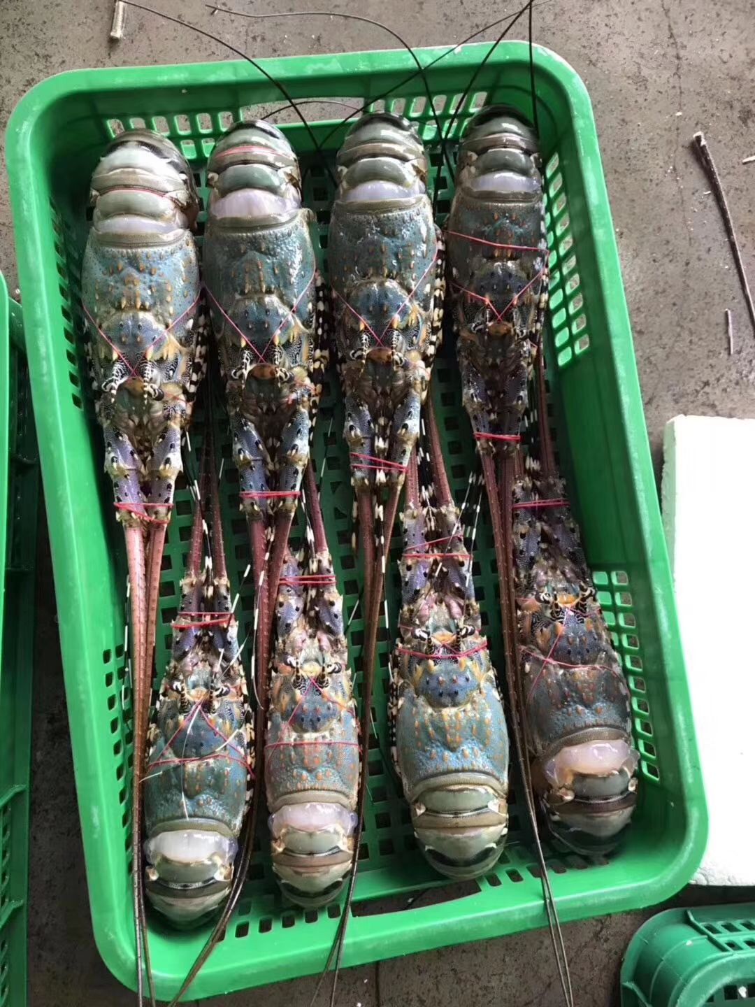 澳洲龙虾 花龙