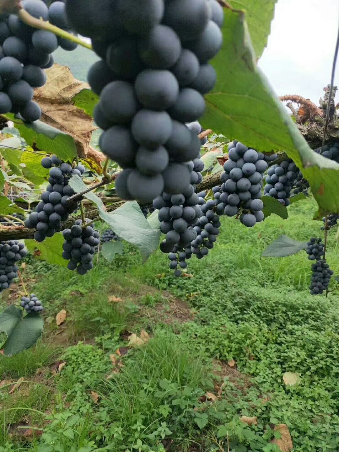 广西山葡萄泡葡萄酒酒专用大量上市价格美丽市场代发