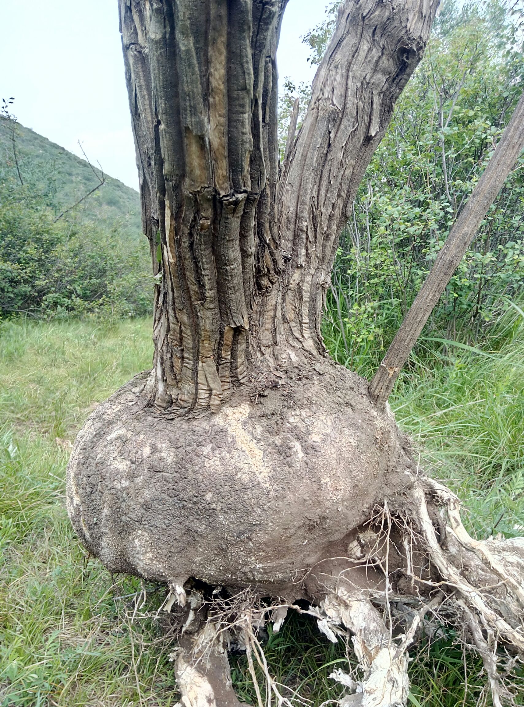 六道木 降龙木(九道木)