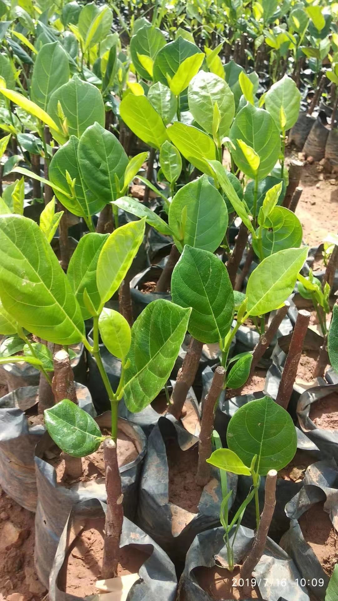 马来西亚一号菠萝蜜苗 品种名:马来西亚一号菠萝蜜苗 类型:稿接树