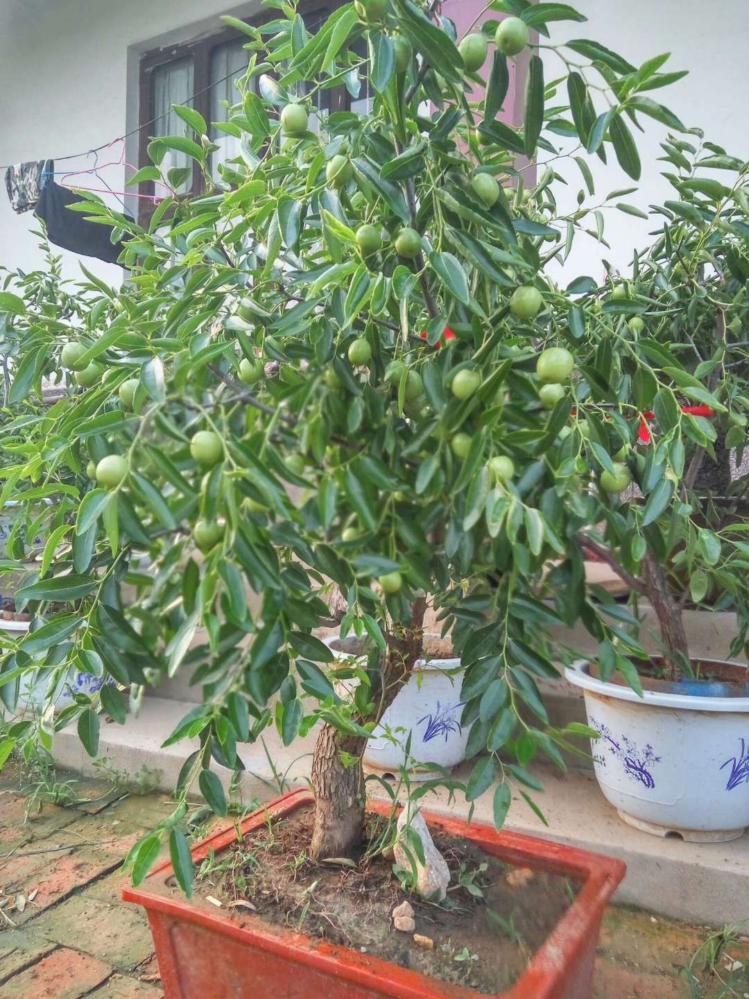 果树盆景 枣树盆景 冬枣树盆栽 老桩挂果 室内阳台种植