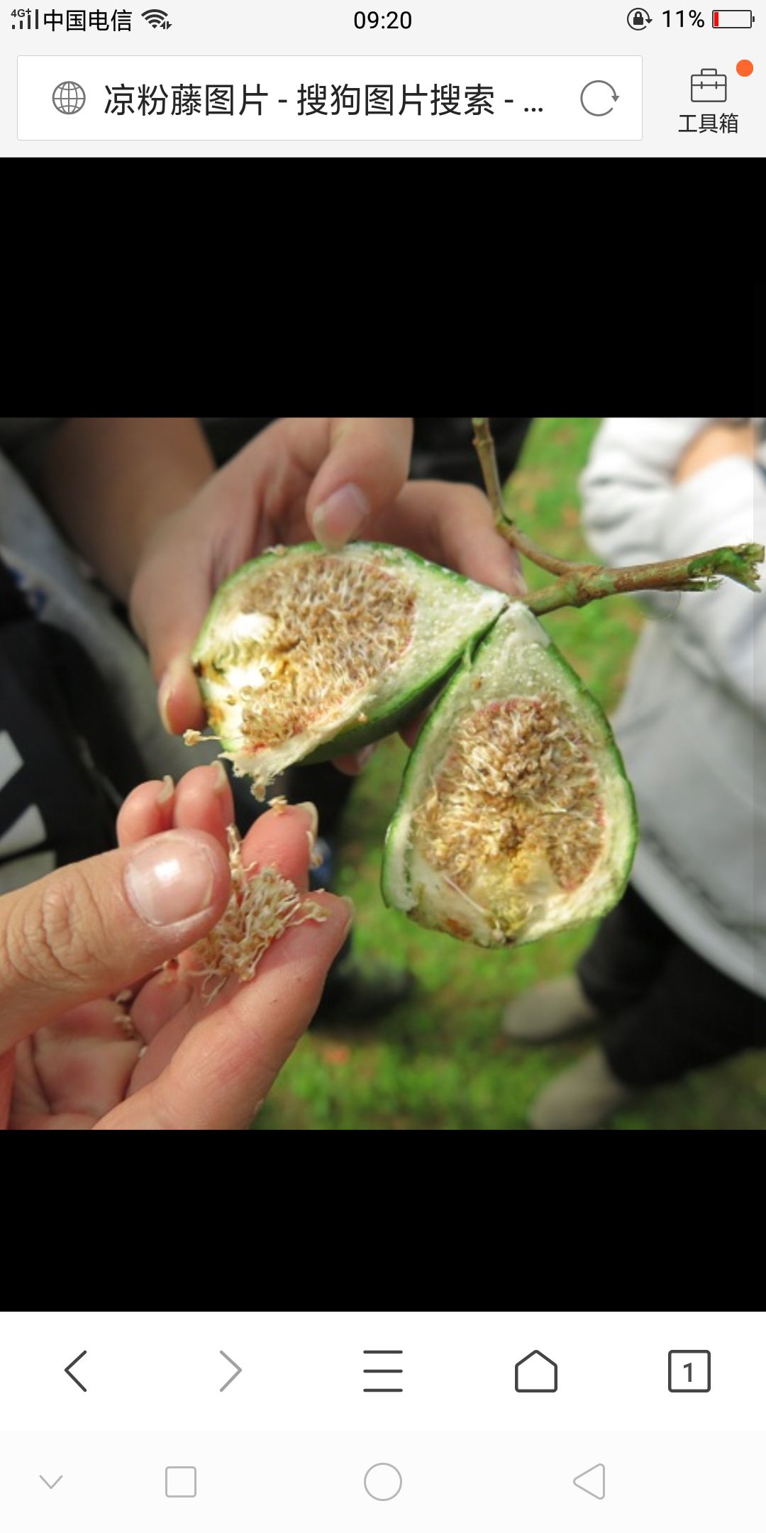 野生凉粉藤 饮片