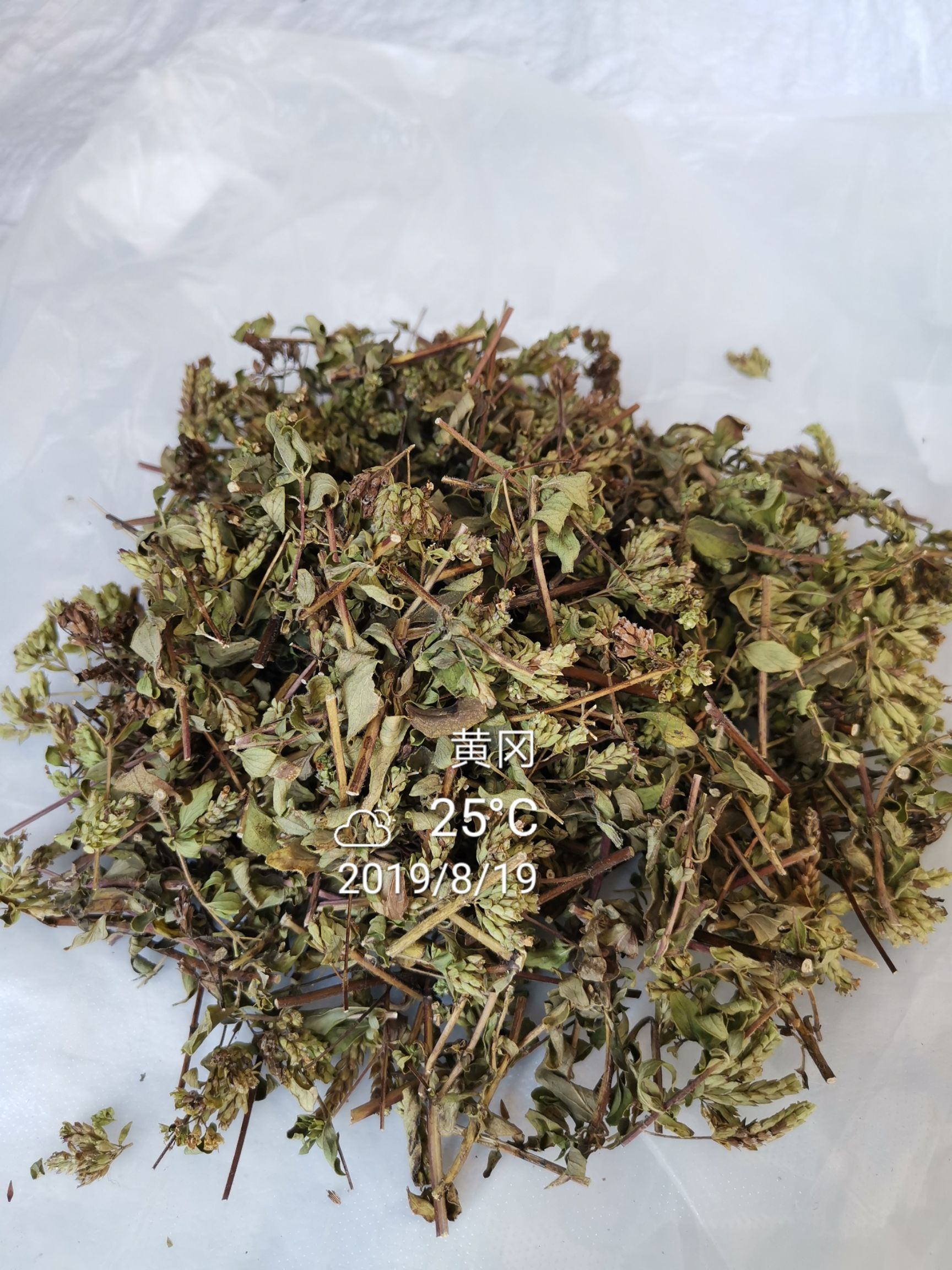 牛至草 牛至,土茵陈