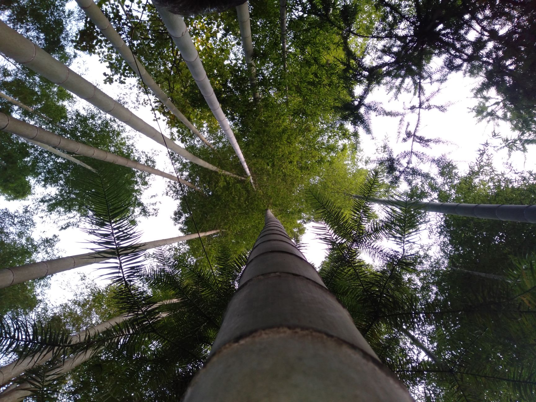 贵州黔南独山县楠竹 好不好