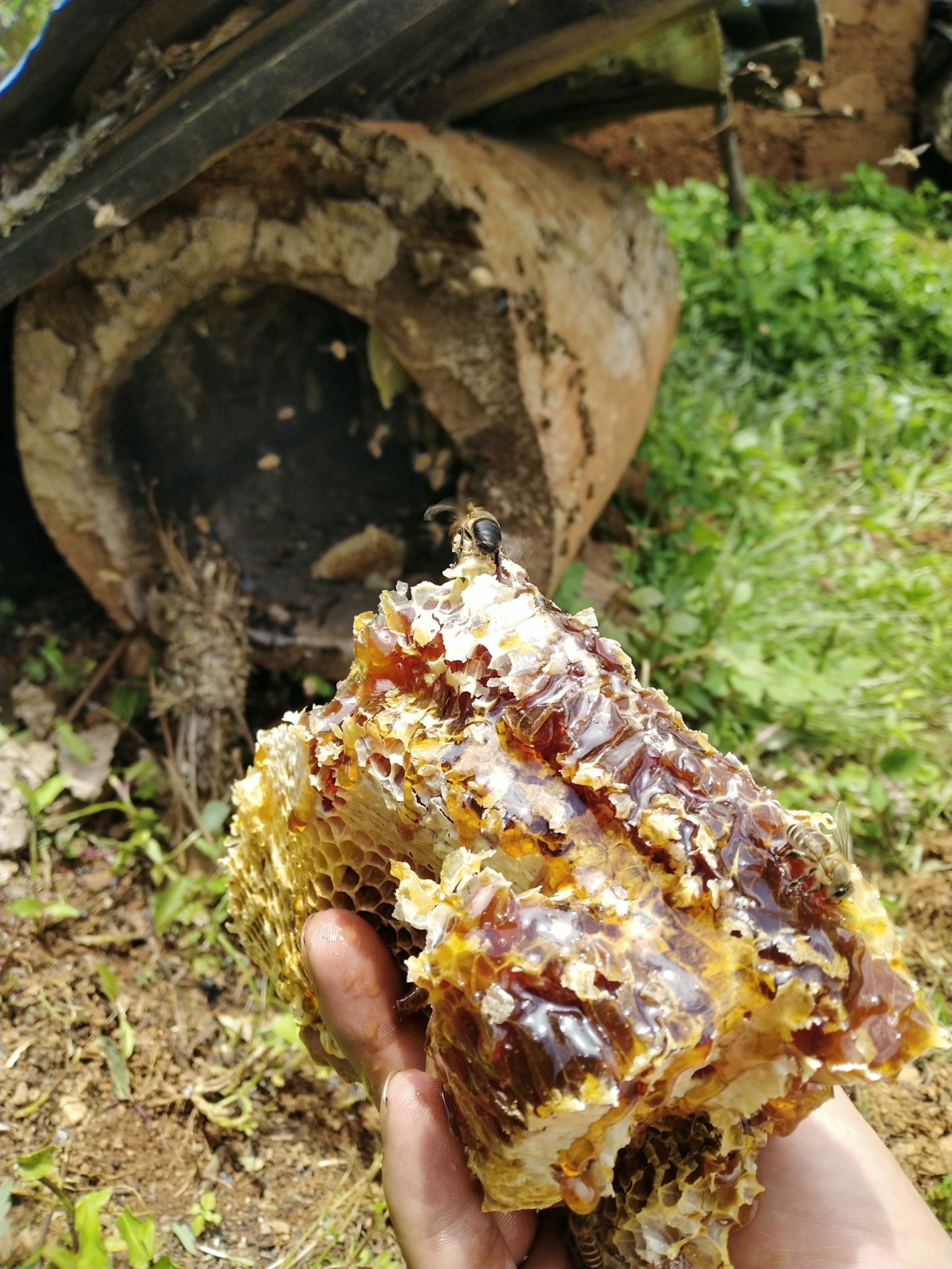 纯天然野生蜂蜜