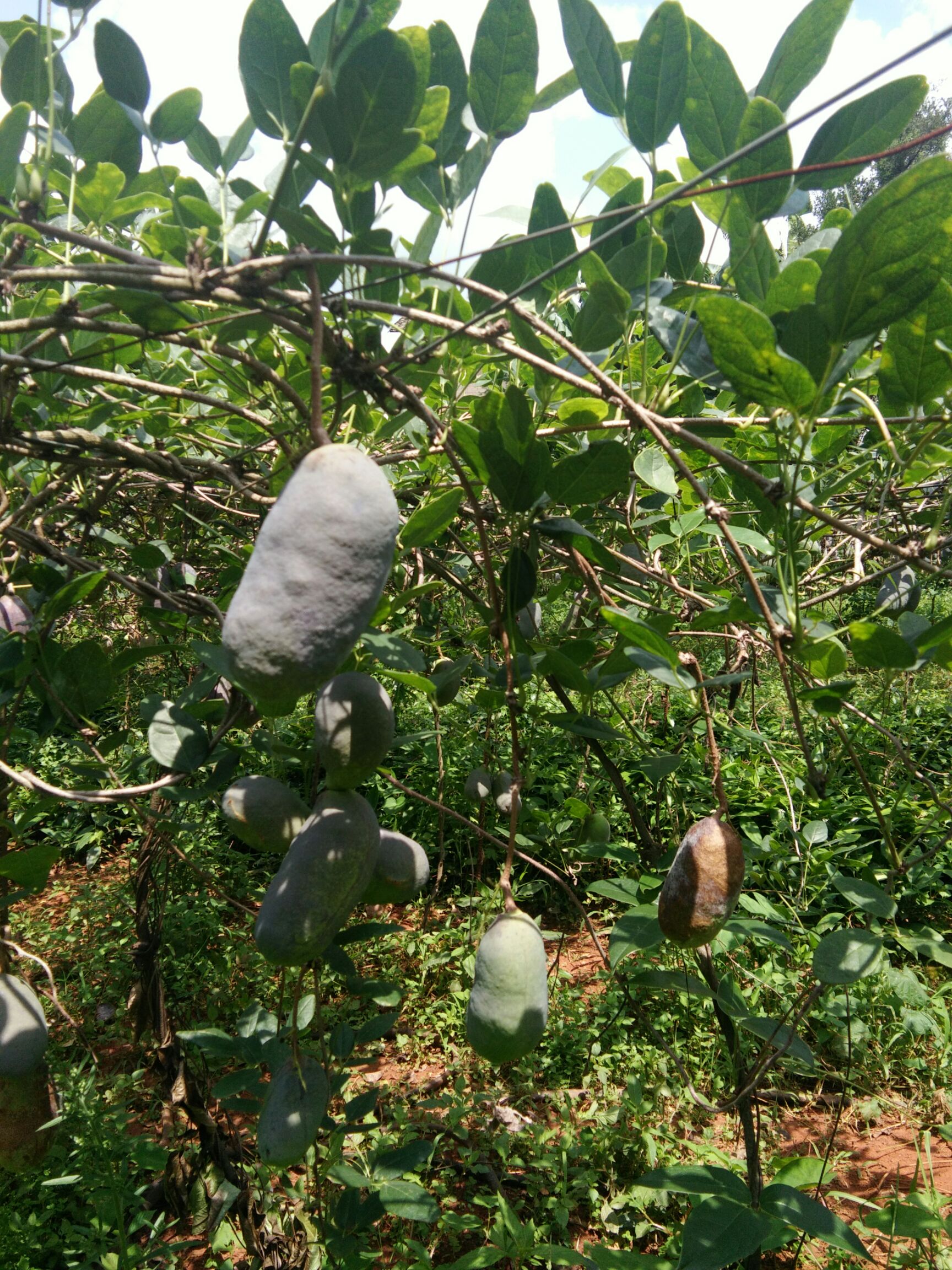 红棕八月瓜 70-80g 种植