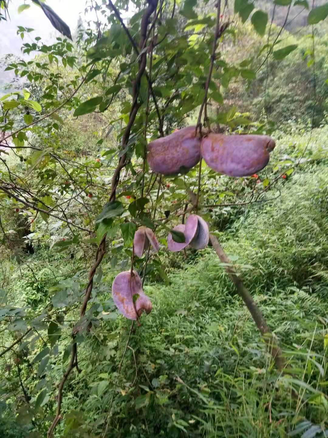 八月瓜 八月炸牛卵坨木通果支持一件代发