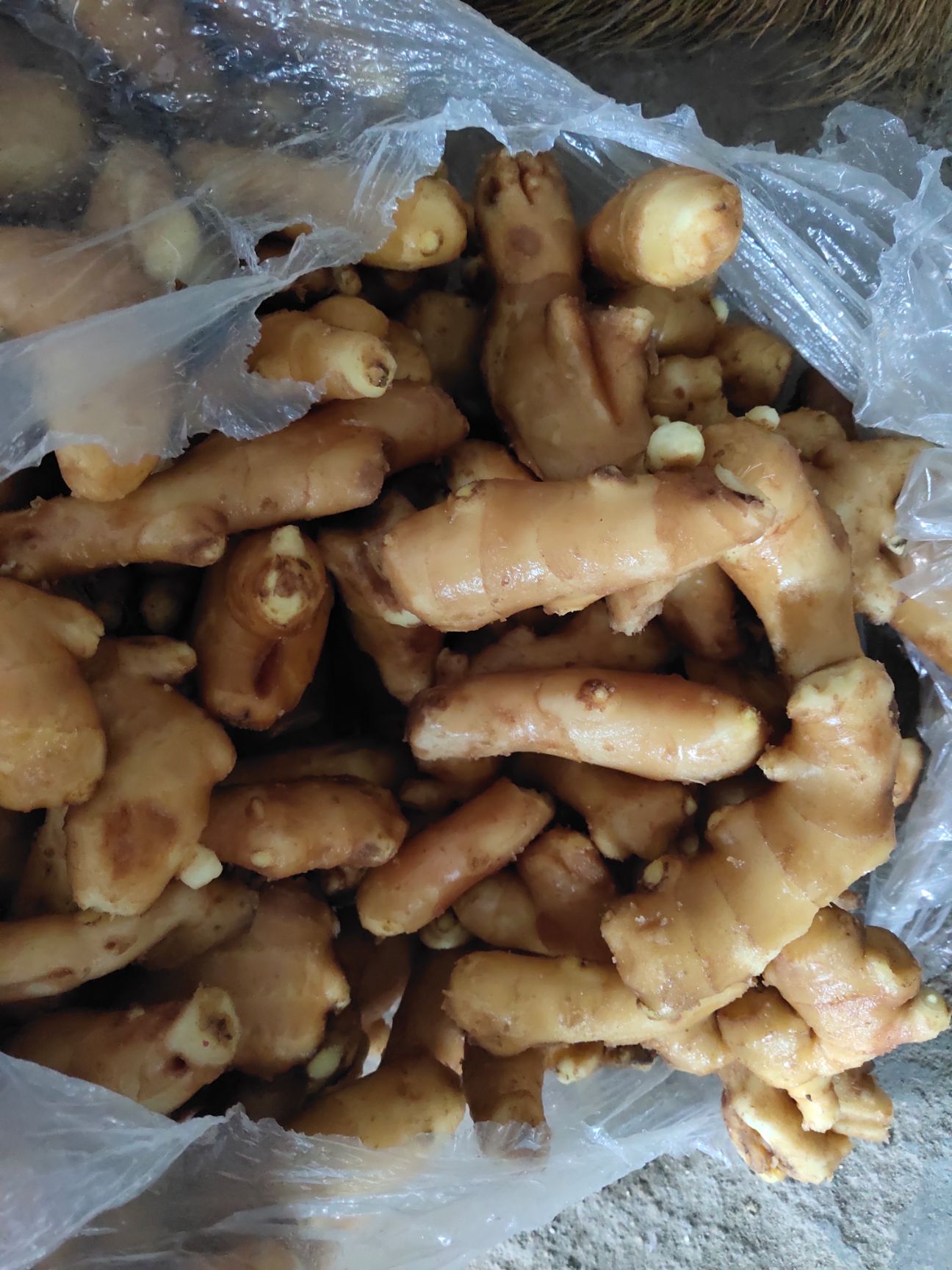 黄姜 长期供应山东大姜姜巴,品相好,质量好,无药残.