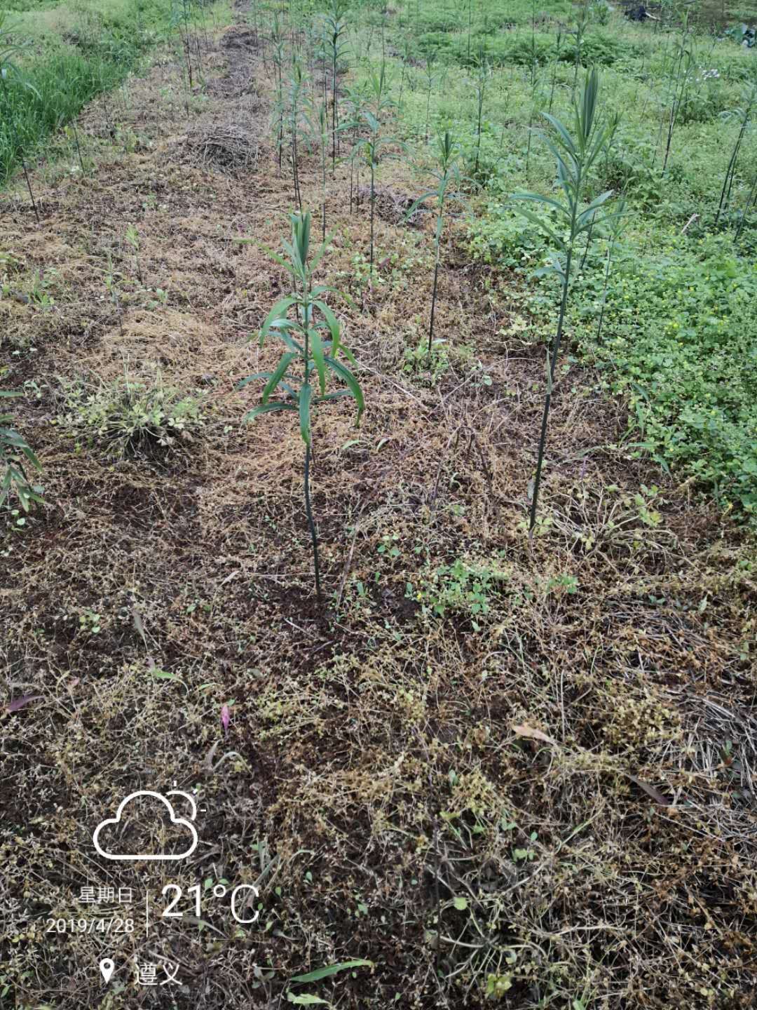 黄精除草剂