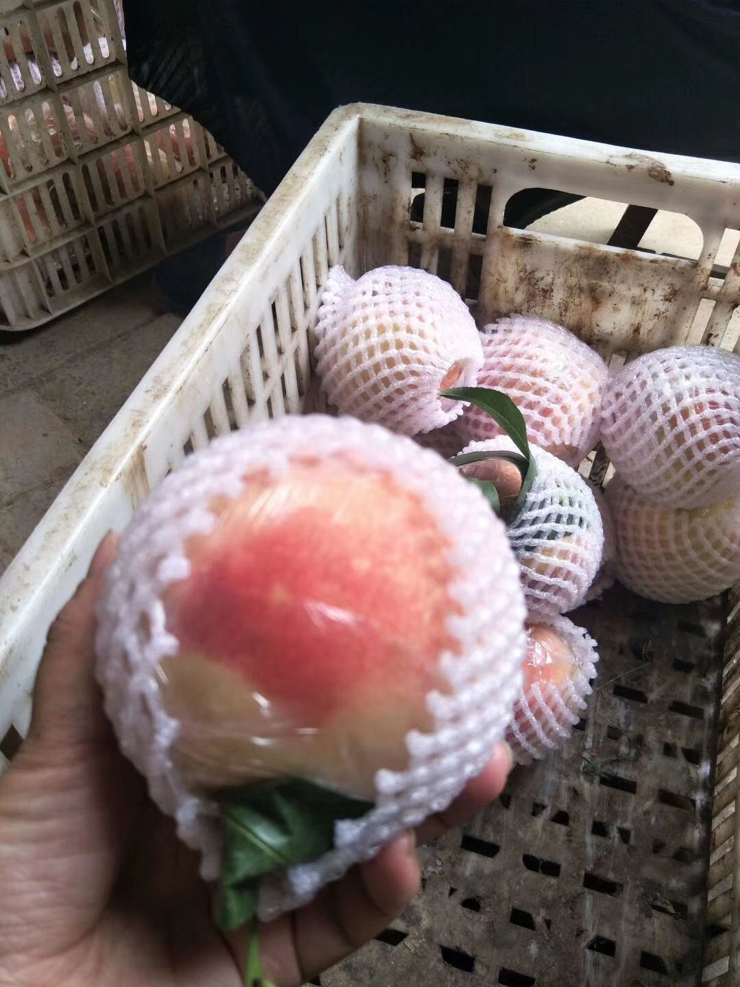 晓白家的红提园