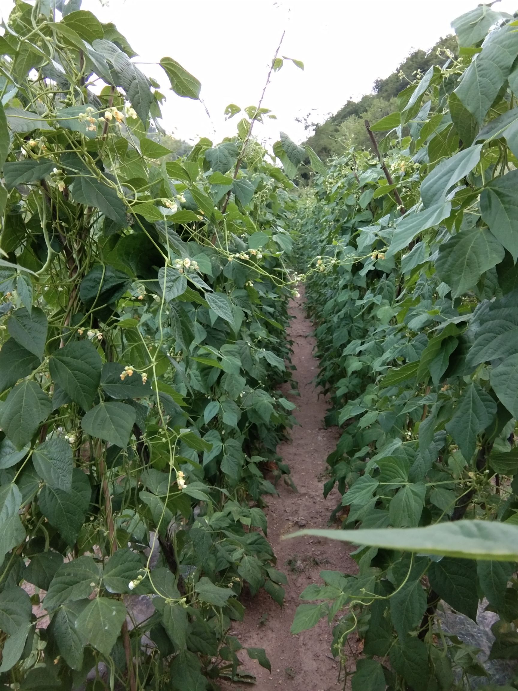 架豆王豆角40cm以下