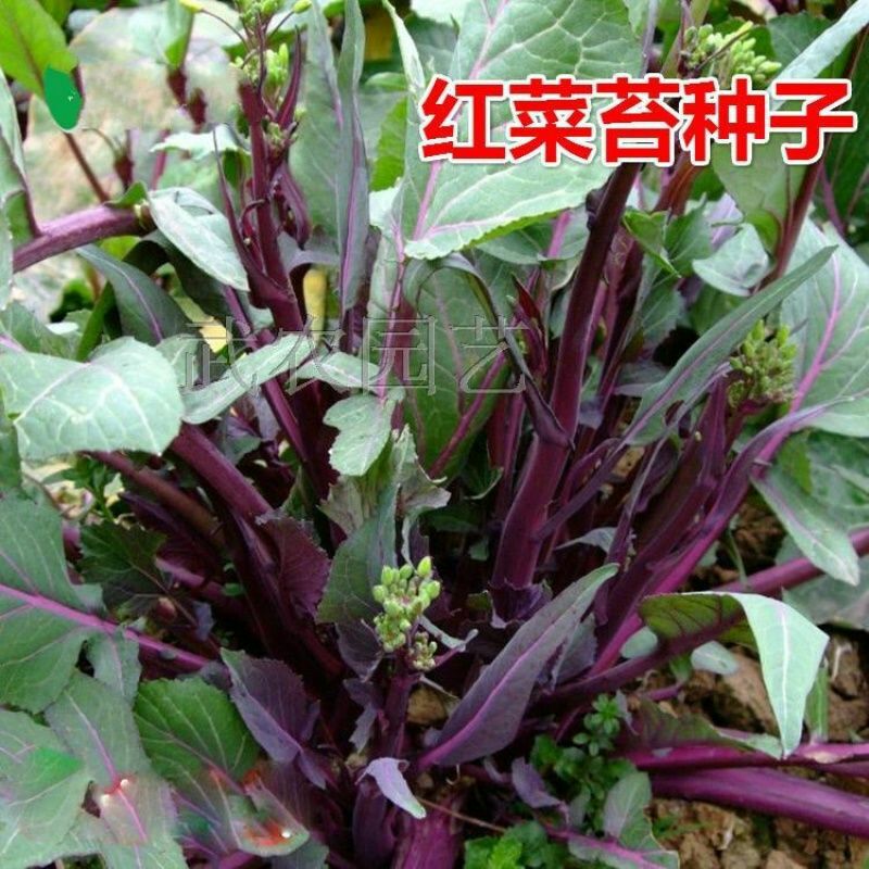 高产红菜苔种子寿光蔬菜种子红菜苔四季红菜心种子四季播