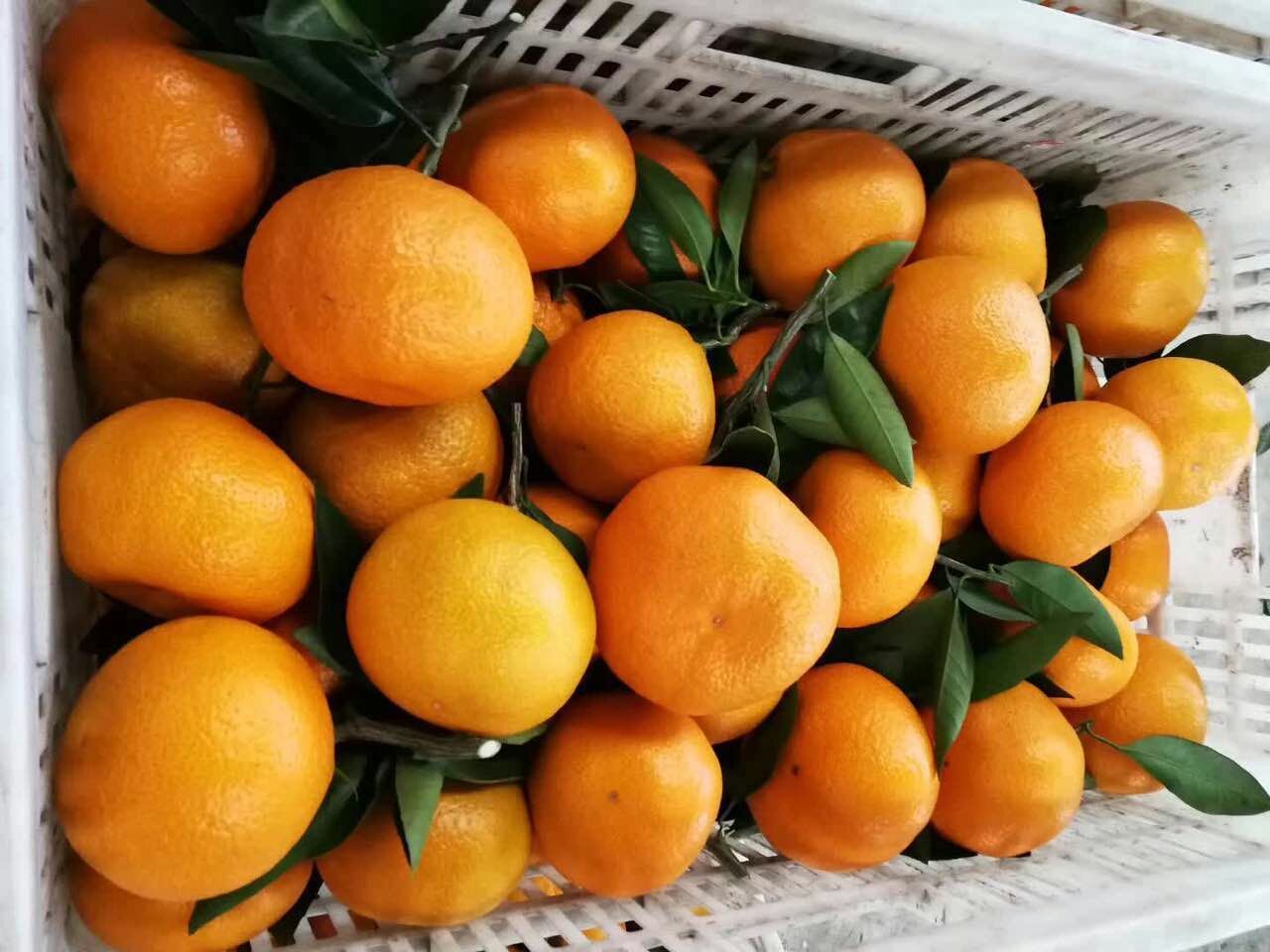 蜜桔