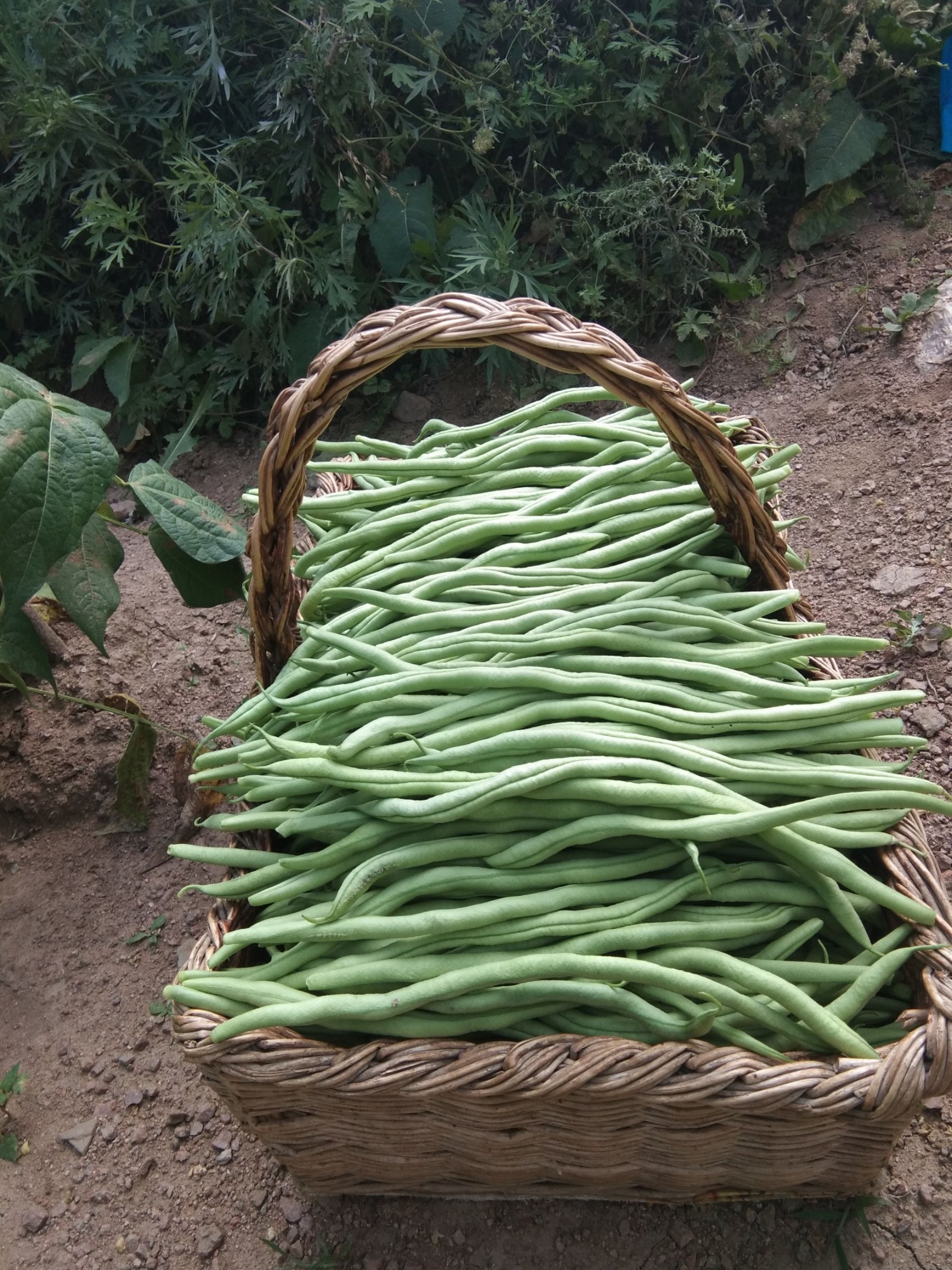 架豆王豆角40cm以下