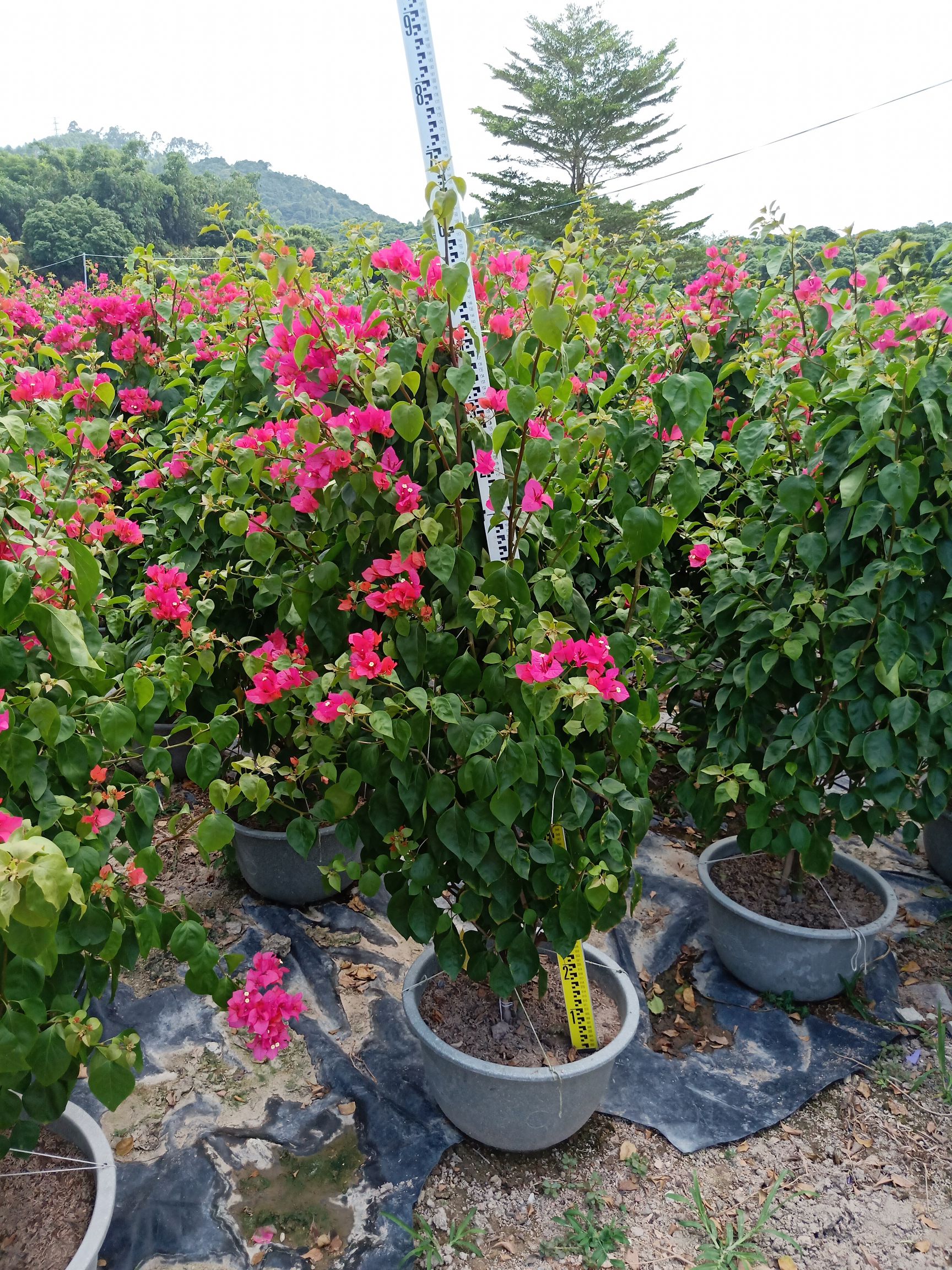 福建漳州漳浦县 四季红三角梅