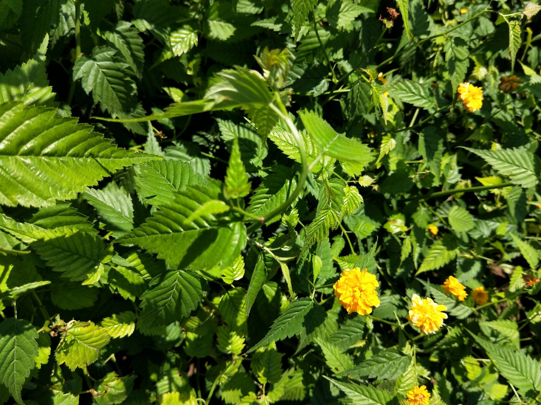 棣棠花 棣棠 分枝多 冠幅好 杯苗