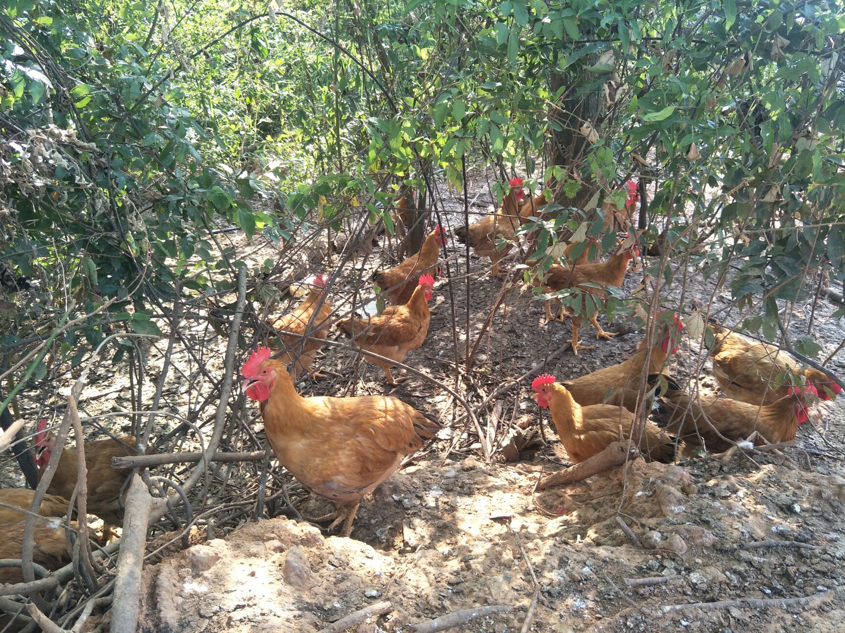 黄花鸡 漂亮的黄花公,全散养