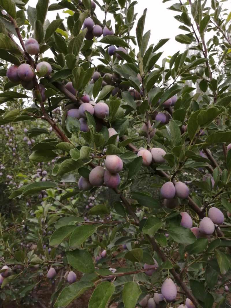 新疆西梅#富含丰富膳食纤维,新疆果农的献礼
