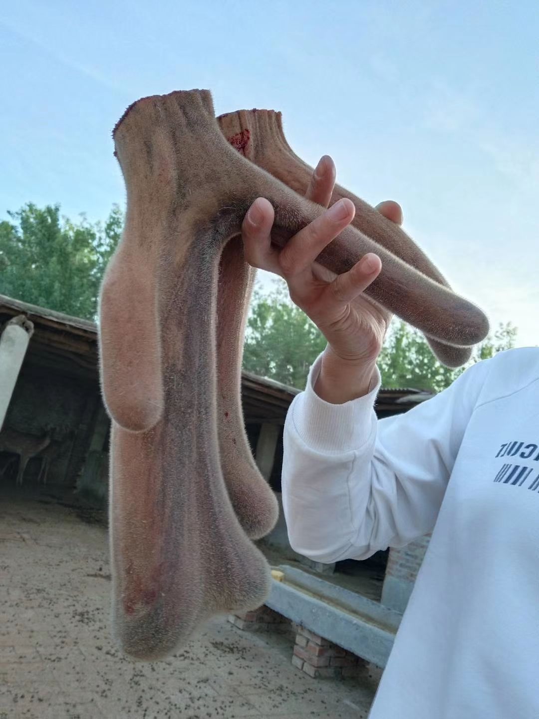 [鹿茸批发] 鹿茸片 养殖场新鲜现割鹿茸 整根成片鹿茸片价格5元\/克 100克起批