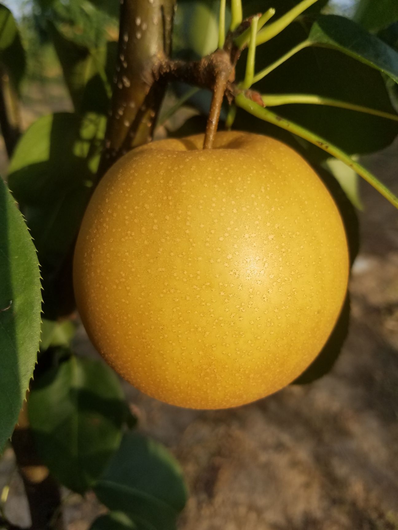 金果梨苗 黄晶梨:八月下旬成熟,单果重500克左右,含糖量高,水份充足