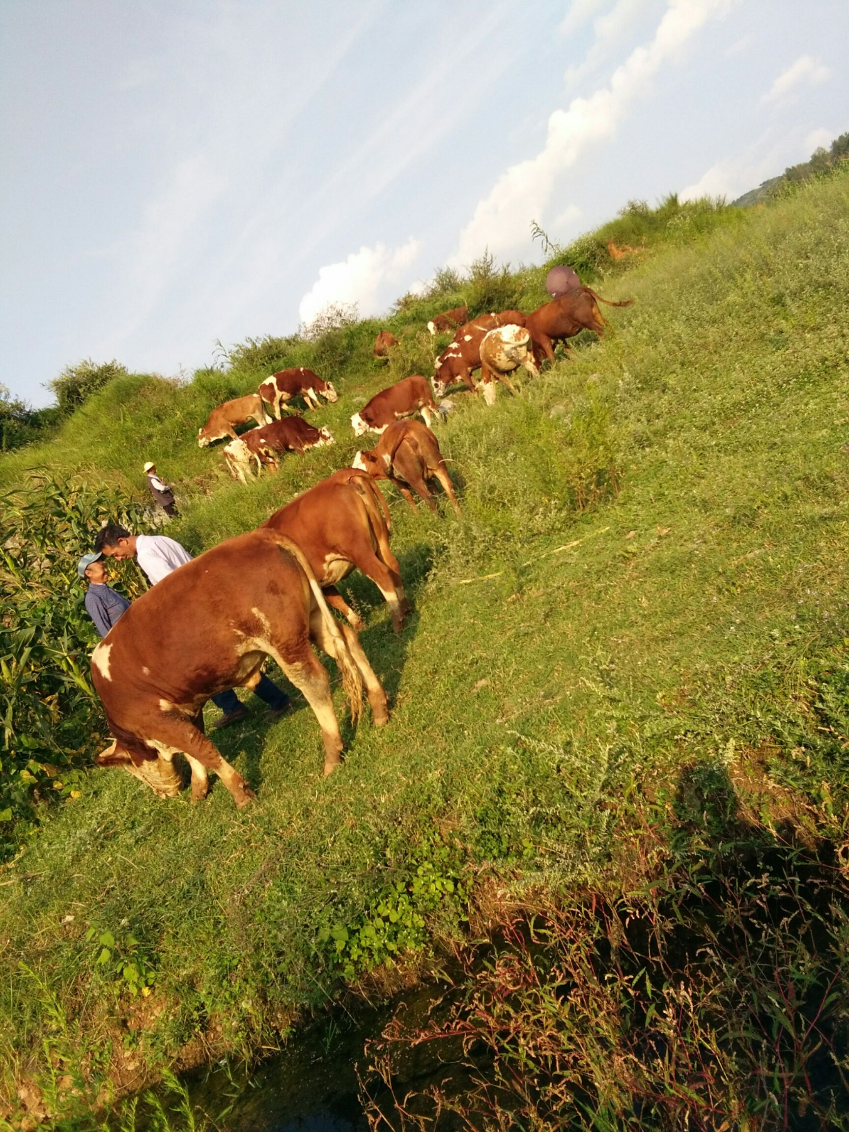 优质高原散养牛品类齐全绿色健康是养殖屠宰的首选