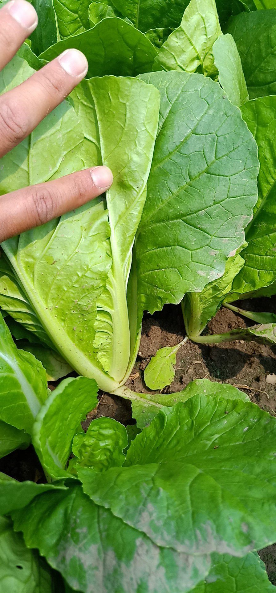 [奶白菜批发] 毛白菜奶白菜价格1元/斤 - 惠农网