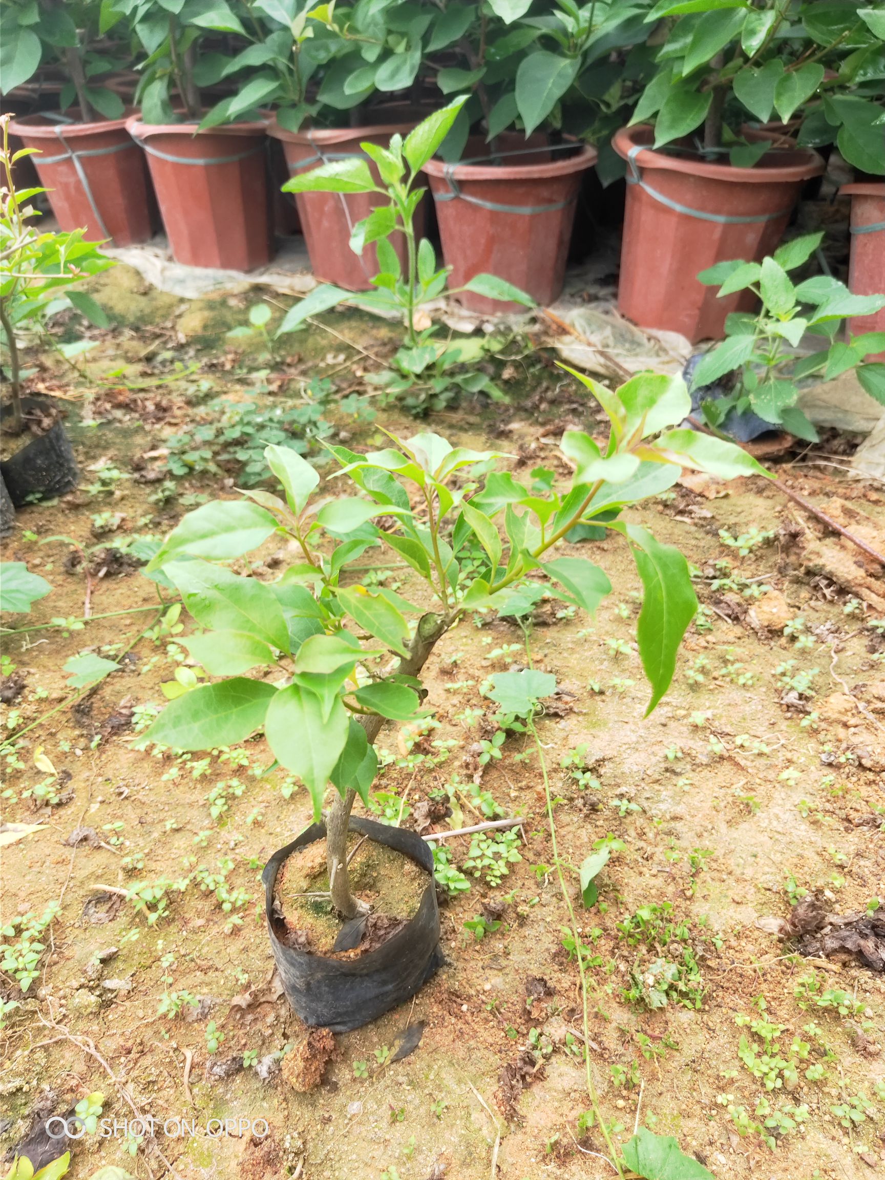 热火桑巴三角梅小苗 桑巴三角梅福建漳州三角梅基地