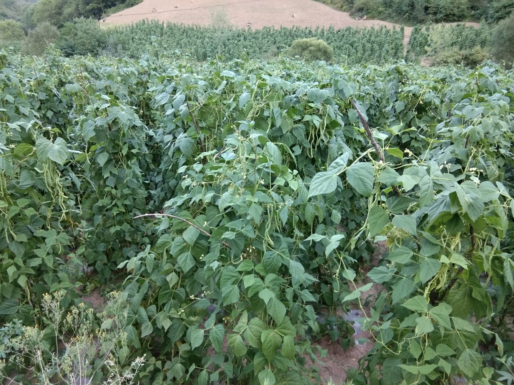架豆王豆角40cm以下