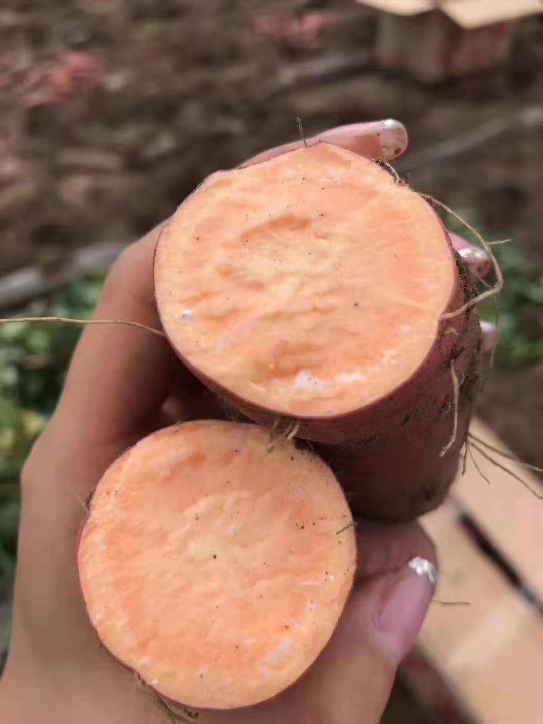 龙薯9号红薯苗常规种原种9890