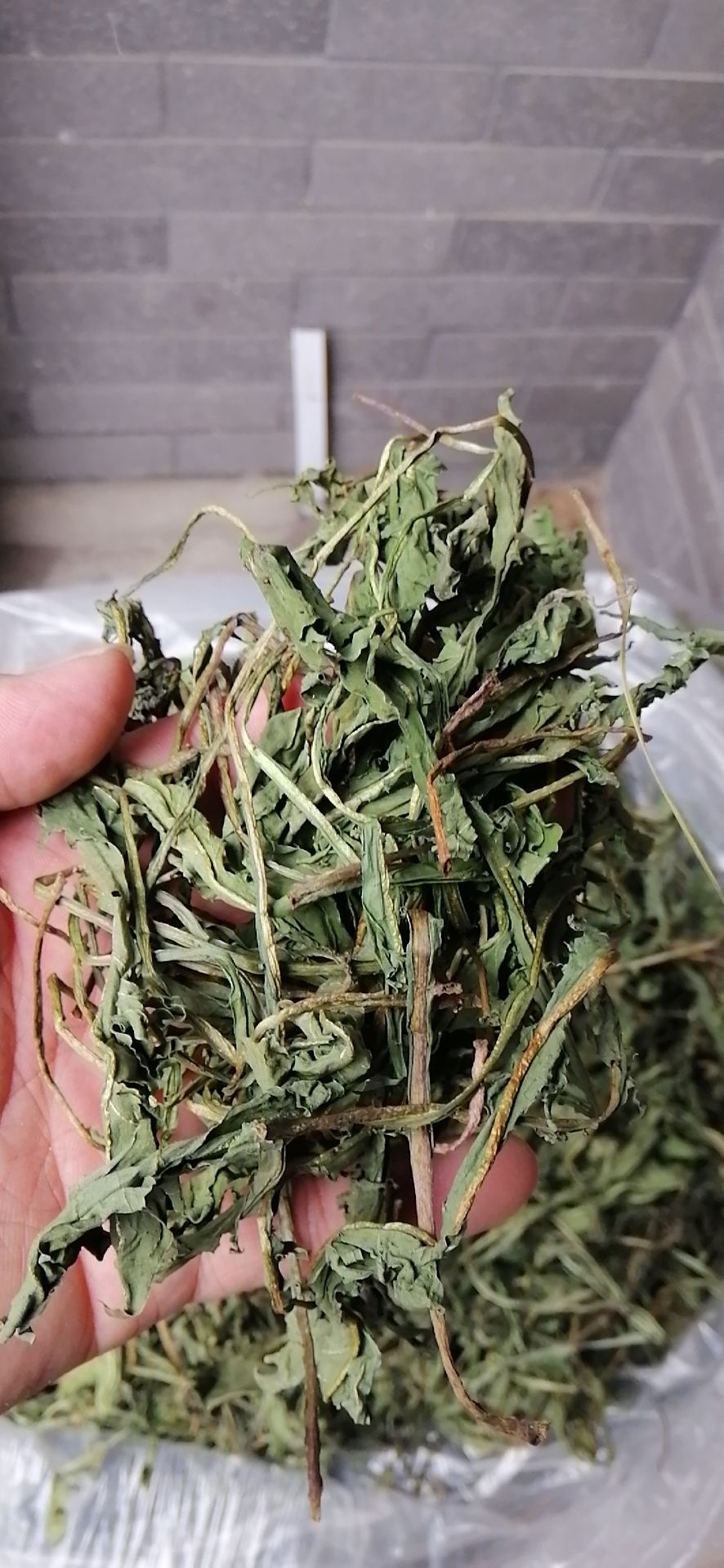 蒲公英叶 东北干婆婆丁叶,一袋250g