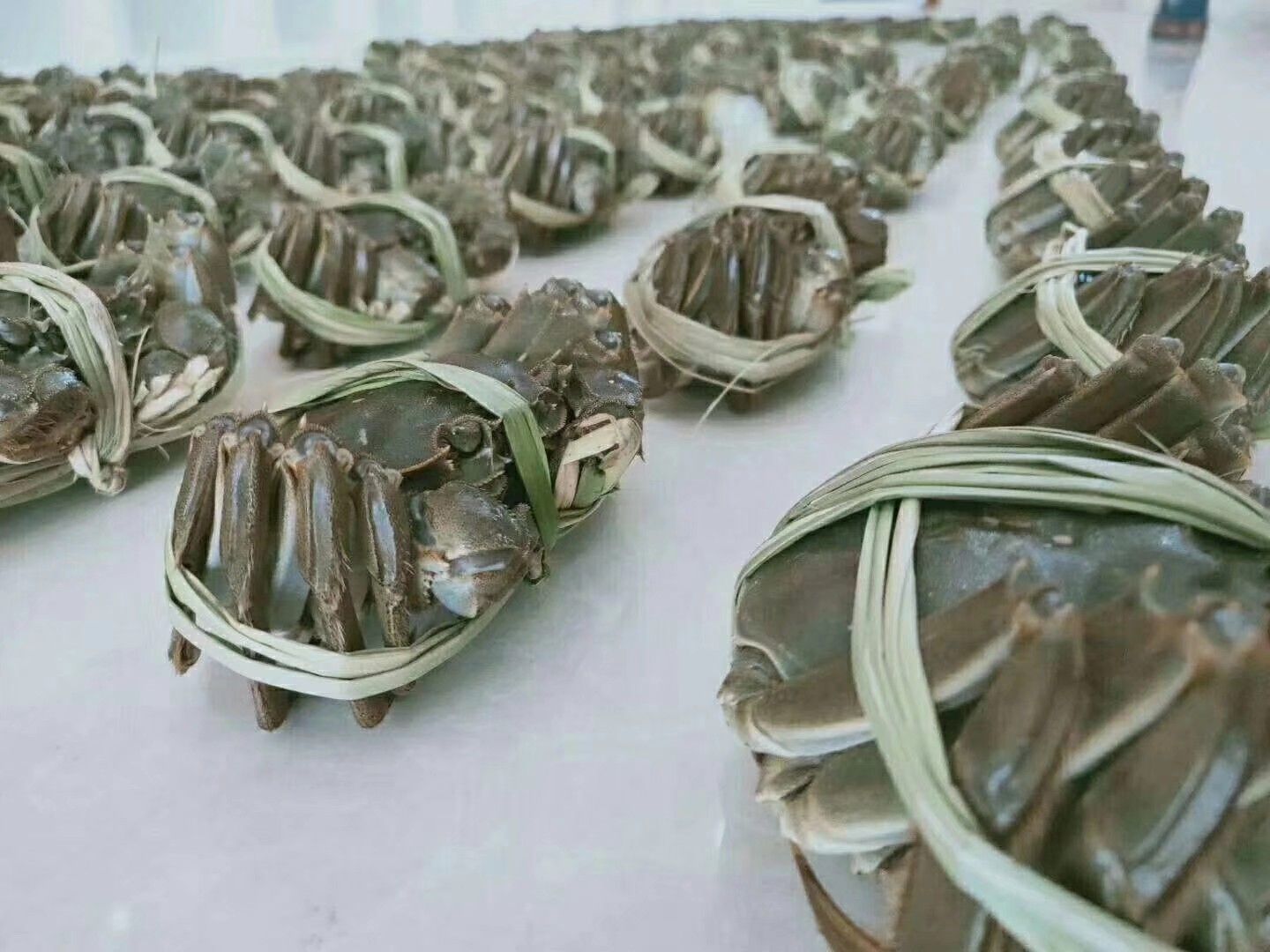 [兴化大闸蟹批发] 江苏兴化红膏大闸蟹，批发，一件代发!成熟大闸蟹价格50元\/斤 10斤起批