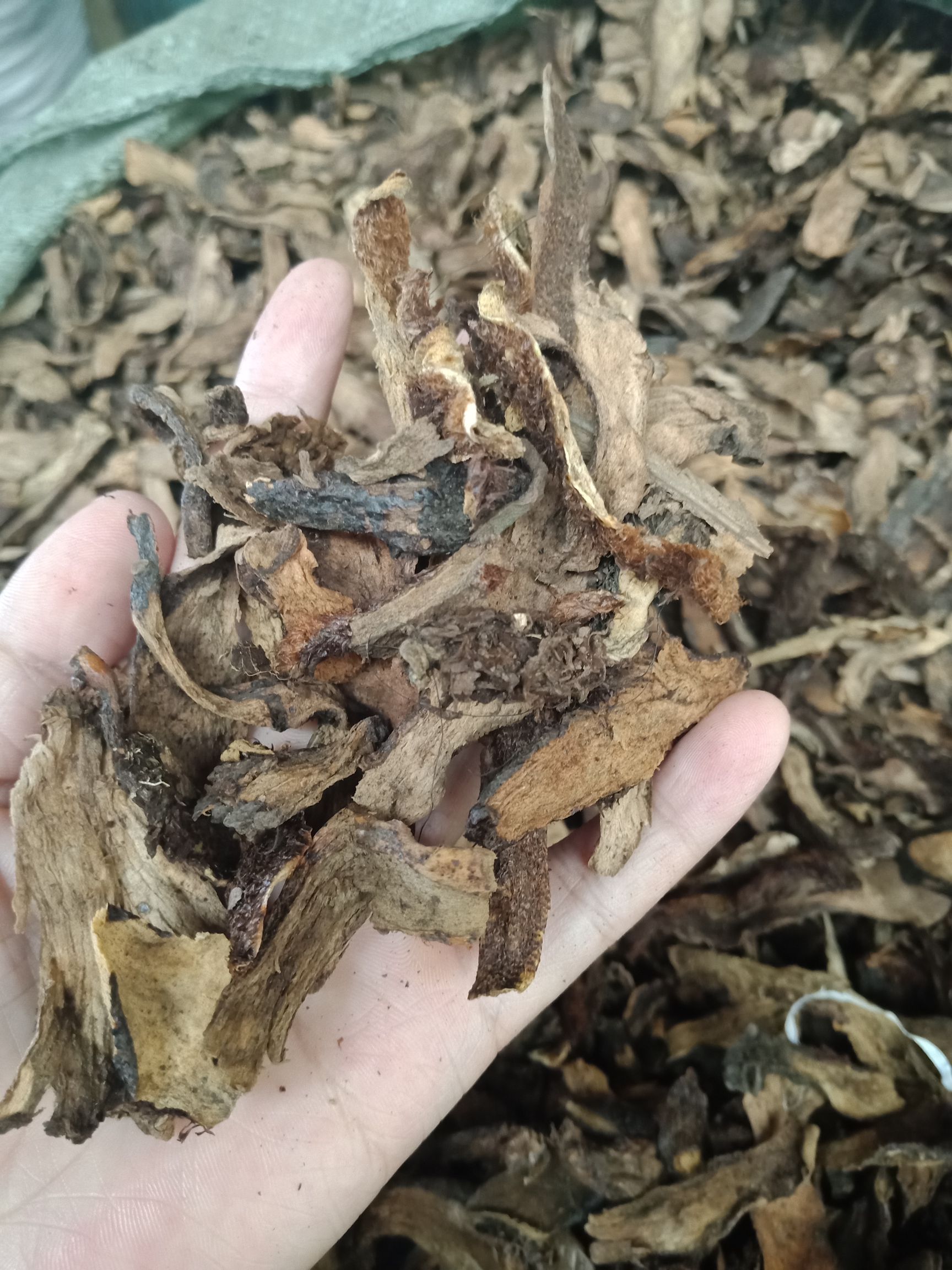 骨碎朴 骨碎补生正品生骨碎补保含量