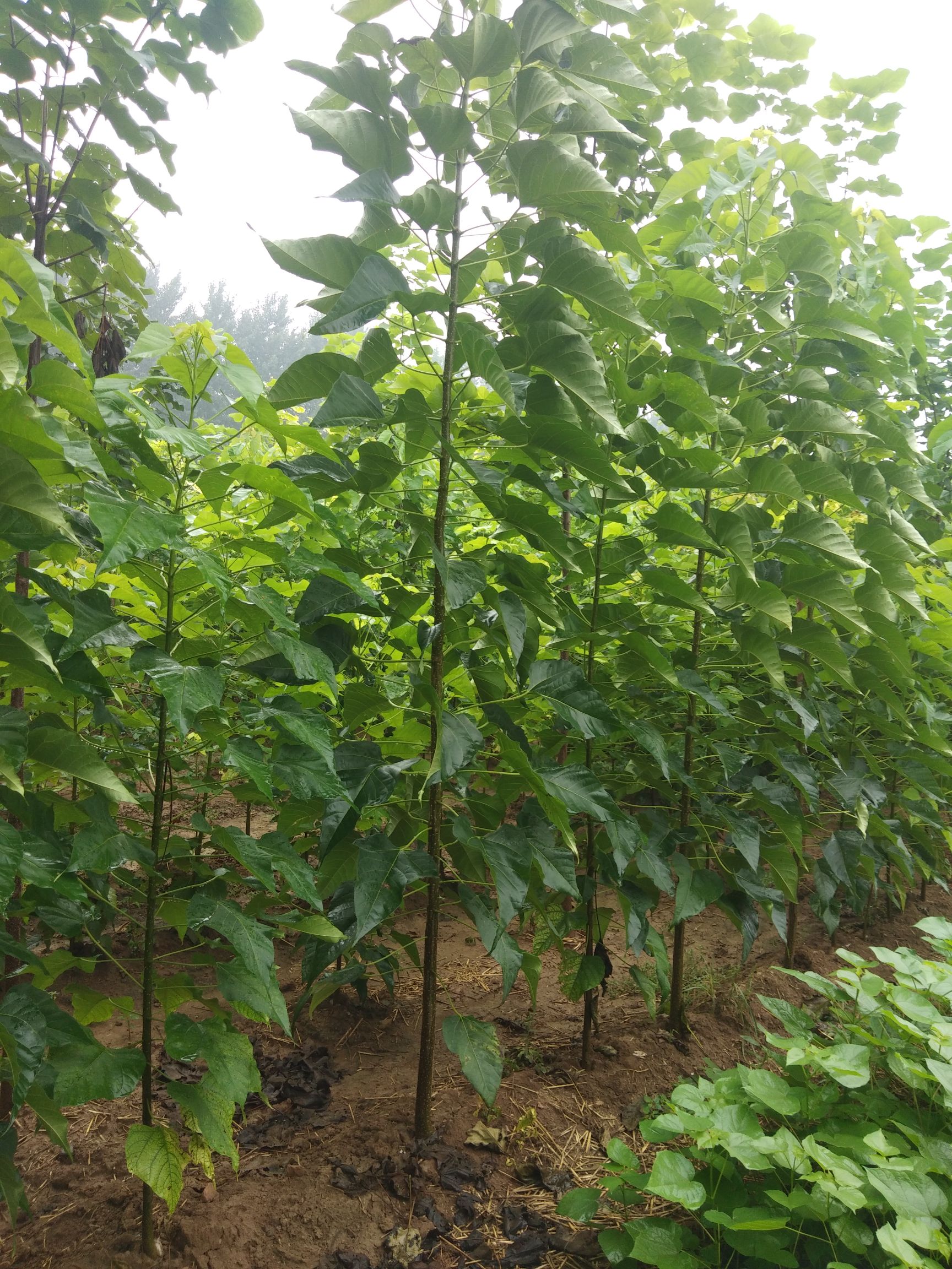 普通楸树 万亩秋树 梓树 大量出售 有意者详谈