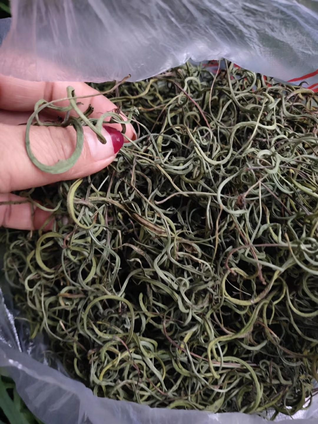 [肾炎草批发]肾炎草 肾经茶价格100元/瓶 - 惠农网