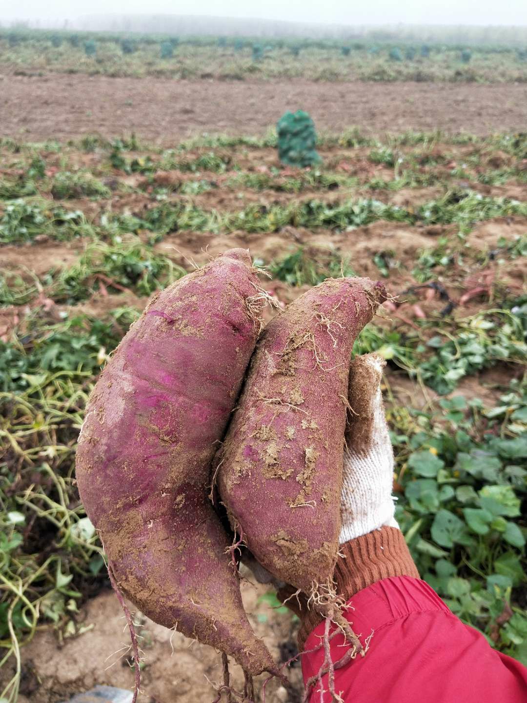 大家好!江西省乐平市红薯规模种植场现有红薯龙薯九号,西瓜红