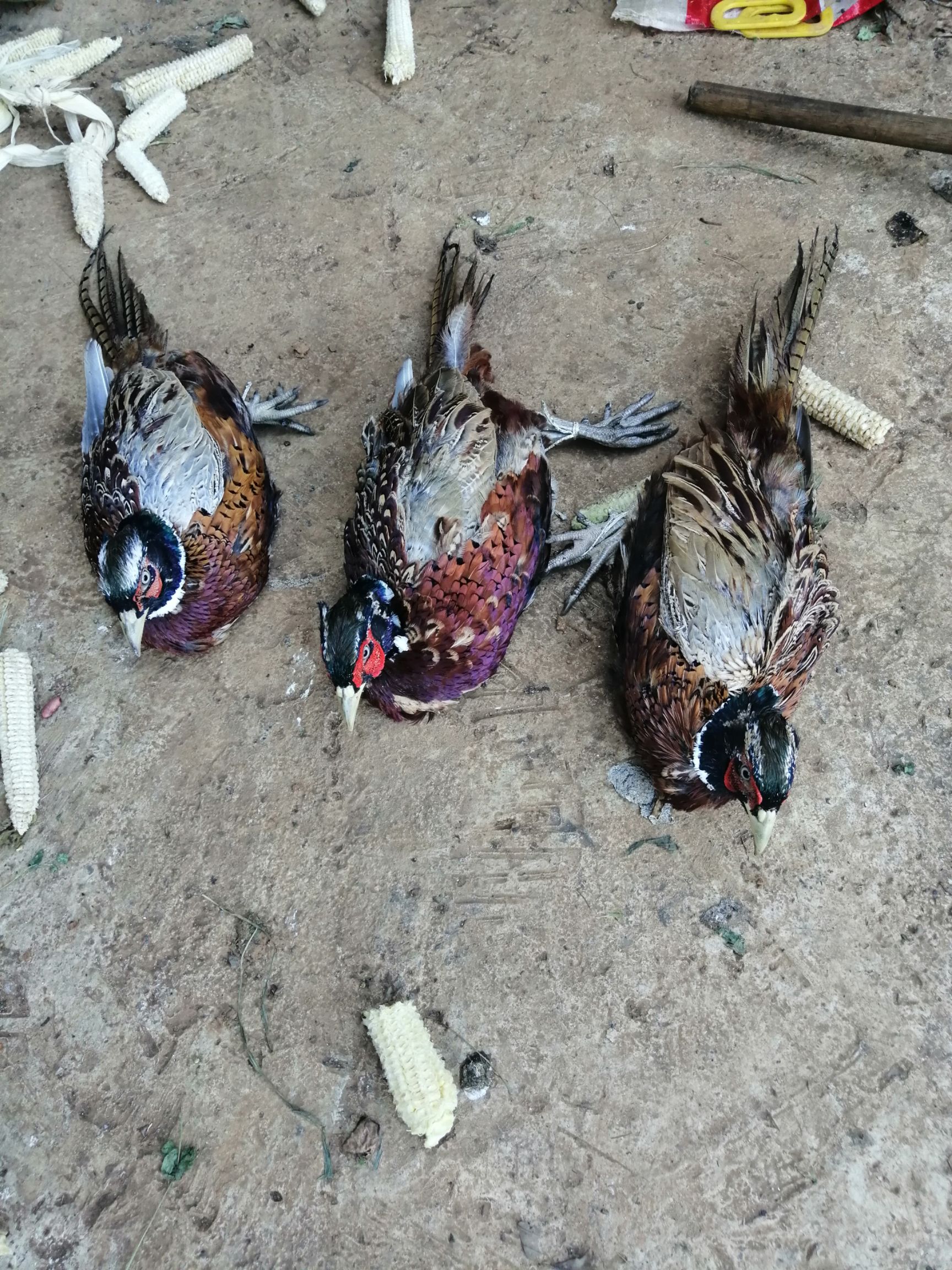 农产品批发供应商王付 - 惠农网电脑版