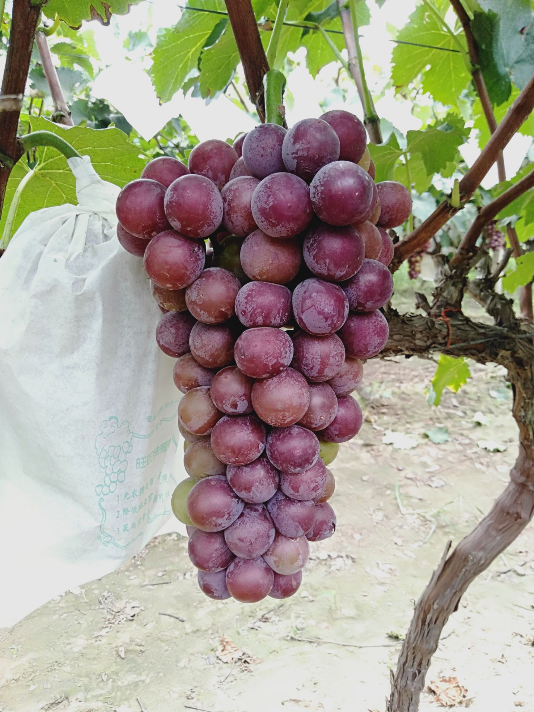 户太八号无核葡萄大量上市颗粒饱满串行整齐甜度百分之十八