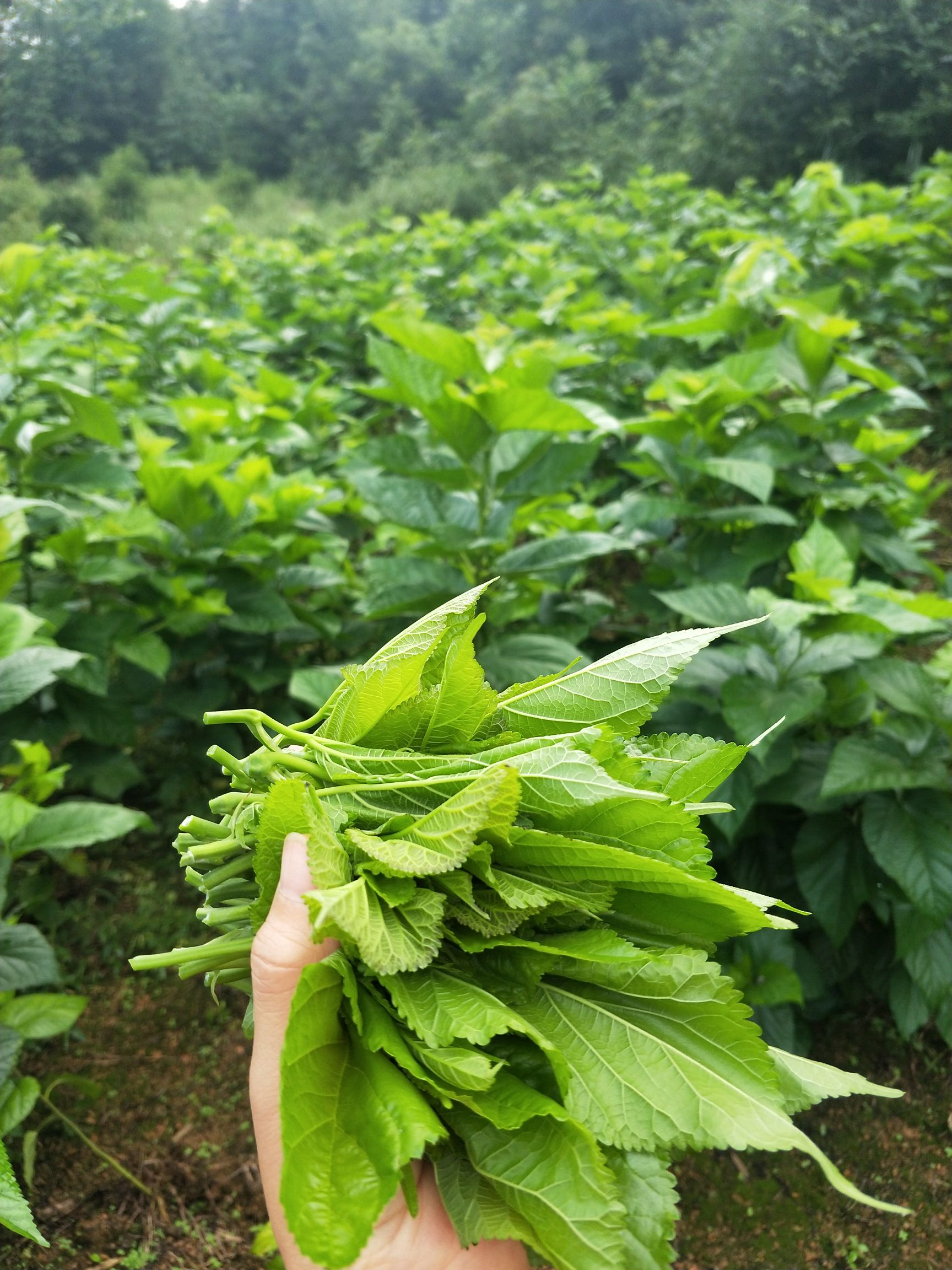 蛋白桑茶 蛋白桑桑叶茶