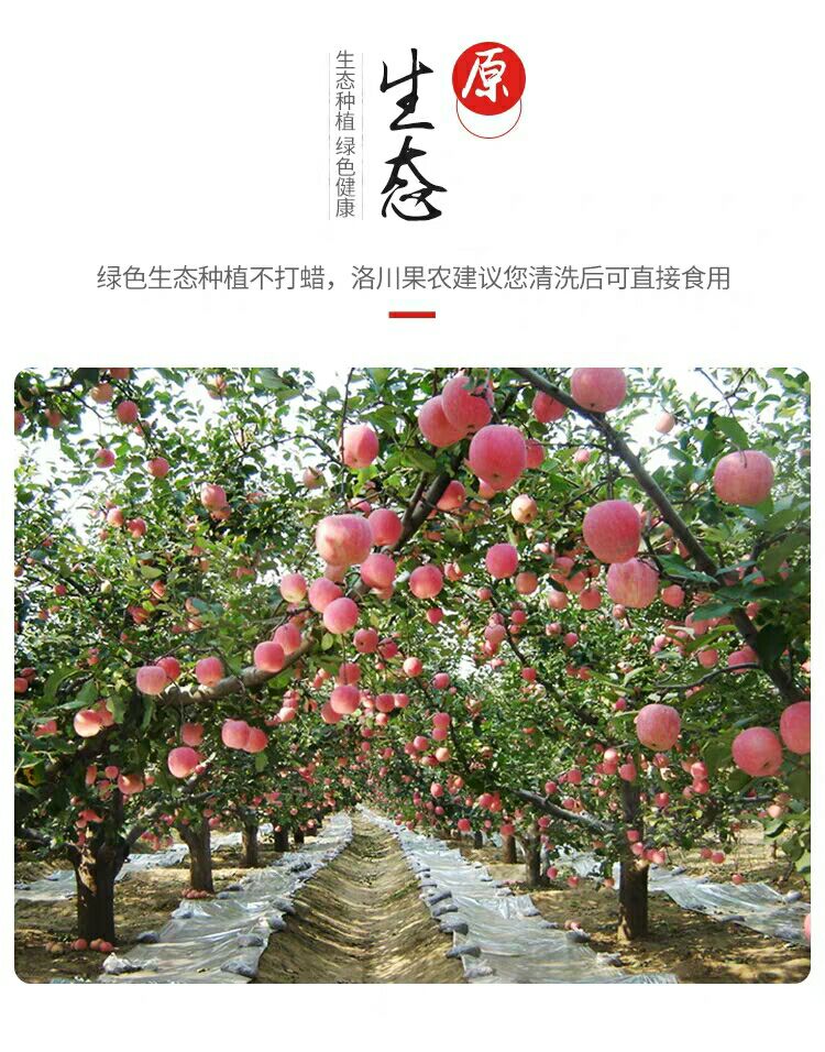 延安洛川苹果